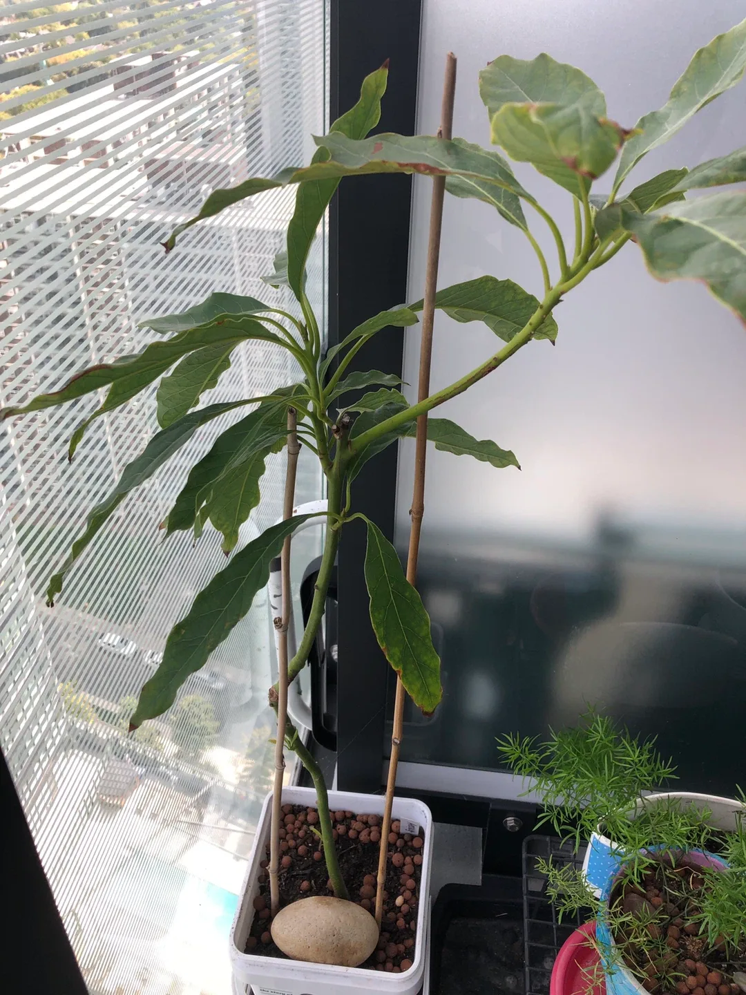 Avocado plant 2 ft tall 🥕 thumbnail