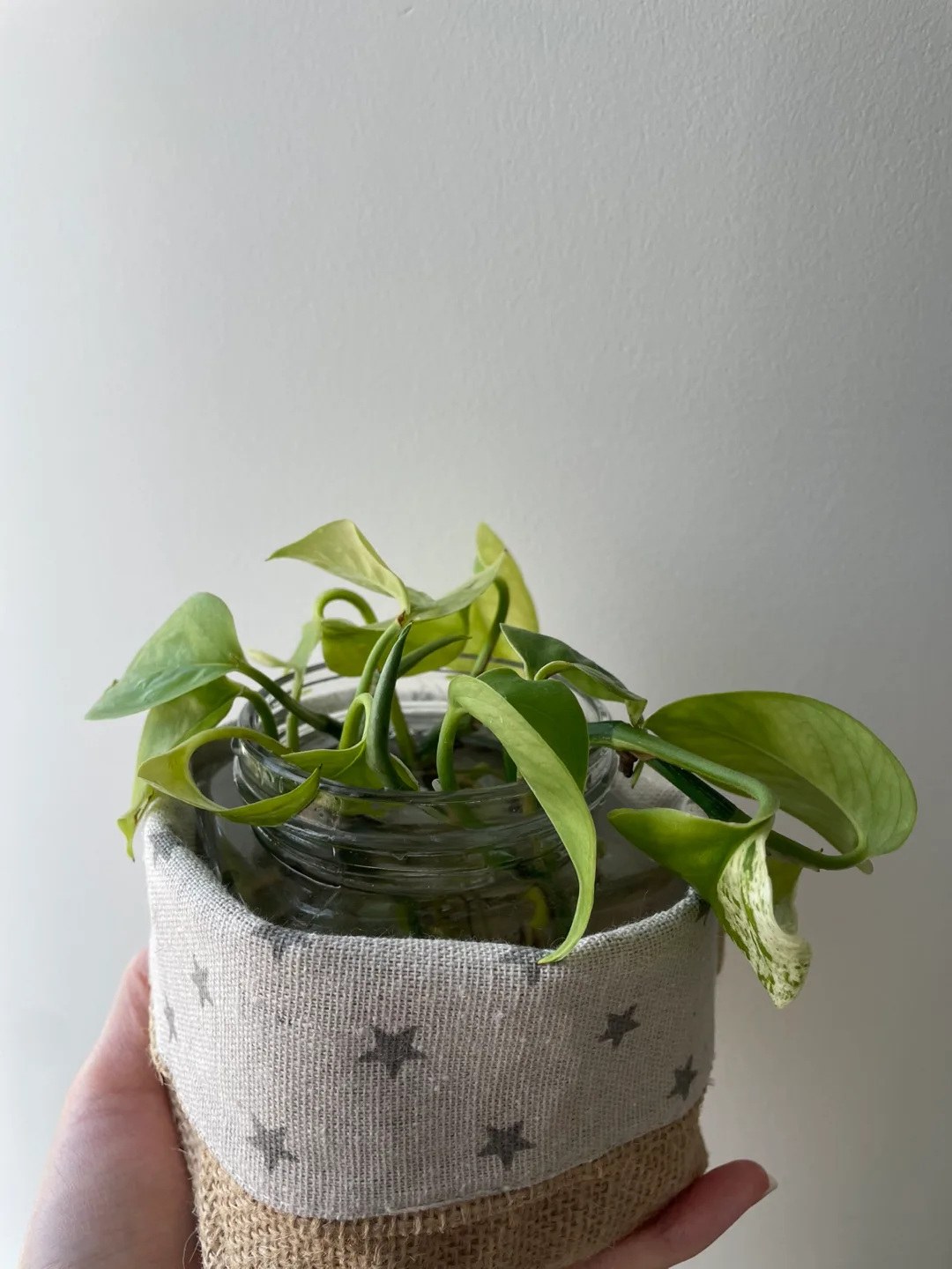 Pothos Plant Cutting image indicator(4)