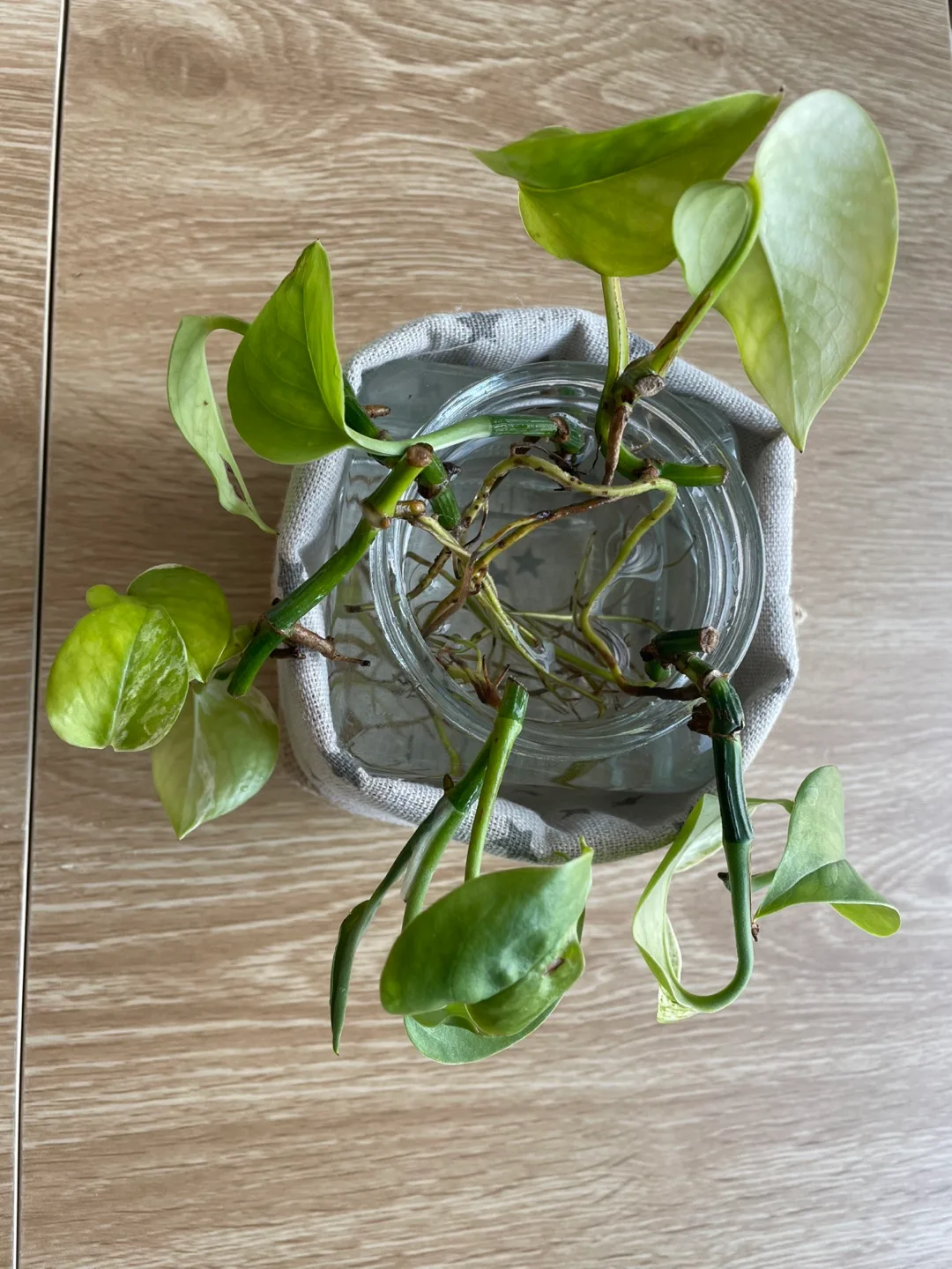 Pothos Plant Cutting image indicator(3)