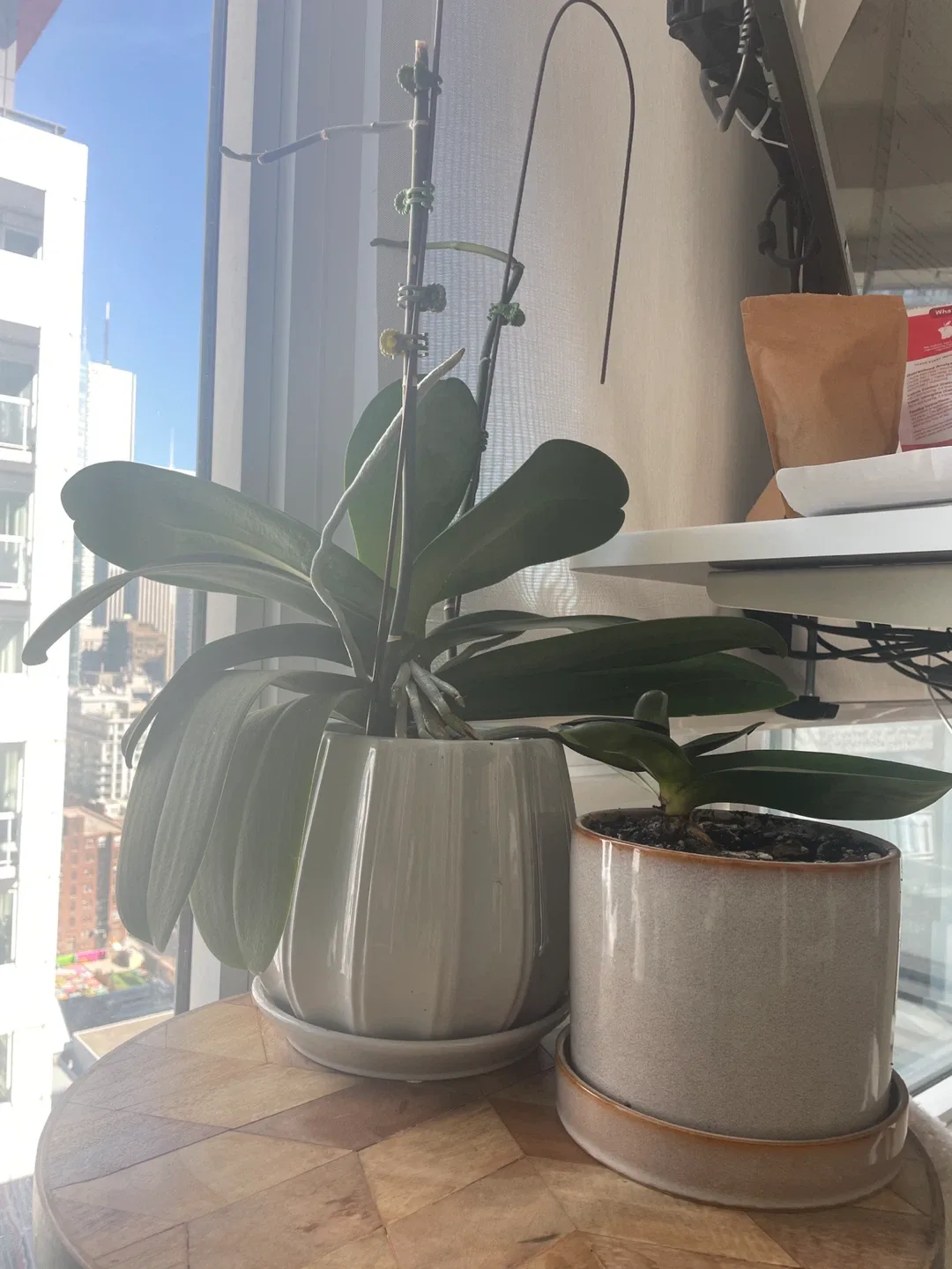 2 Potted Orchids thumbnail