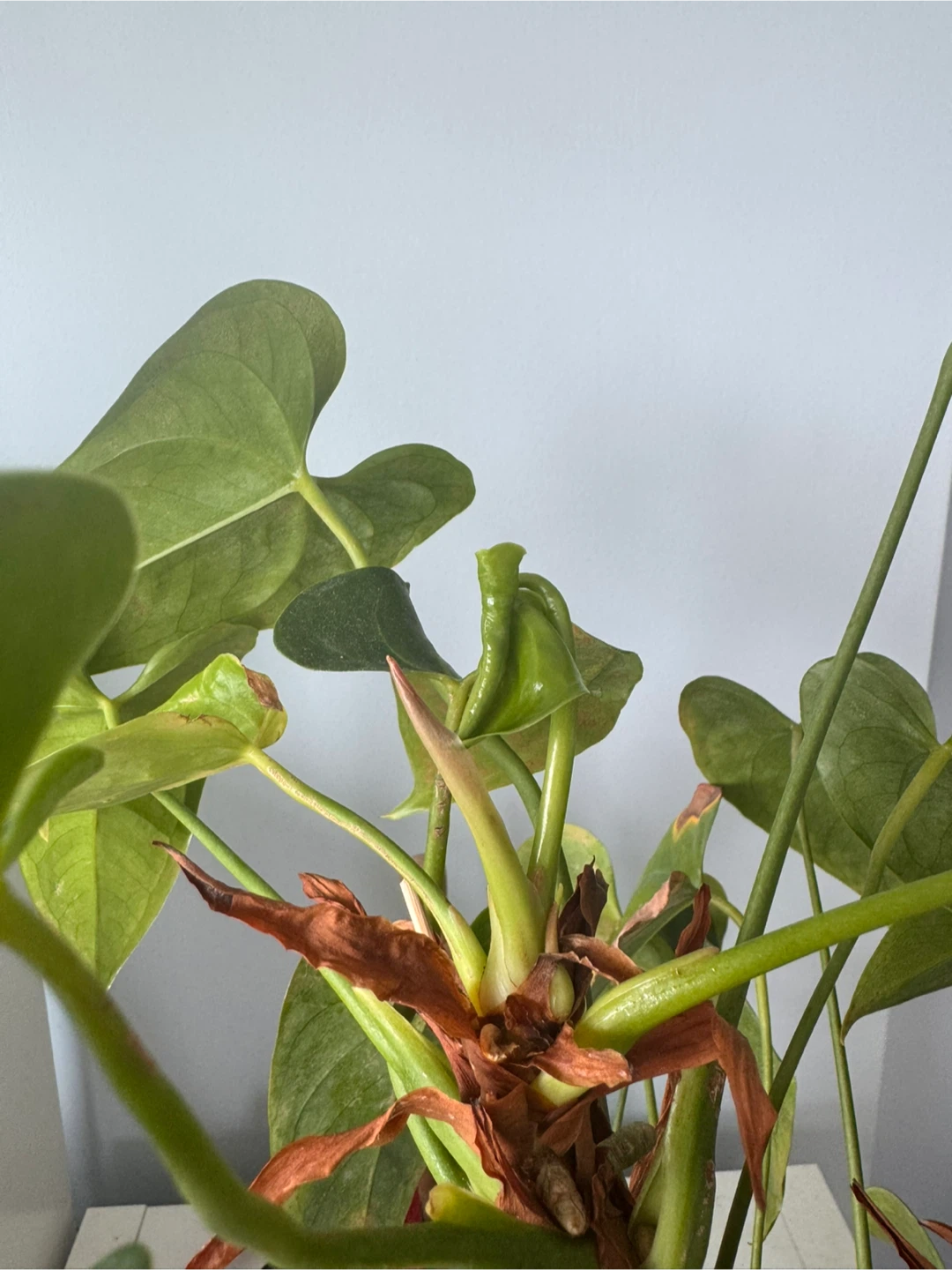 Anthurium Plant - photo 2