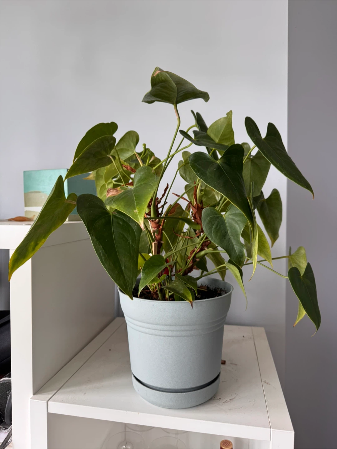 Anthurium Plant