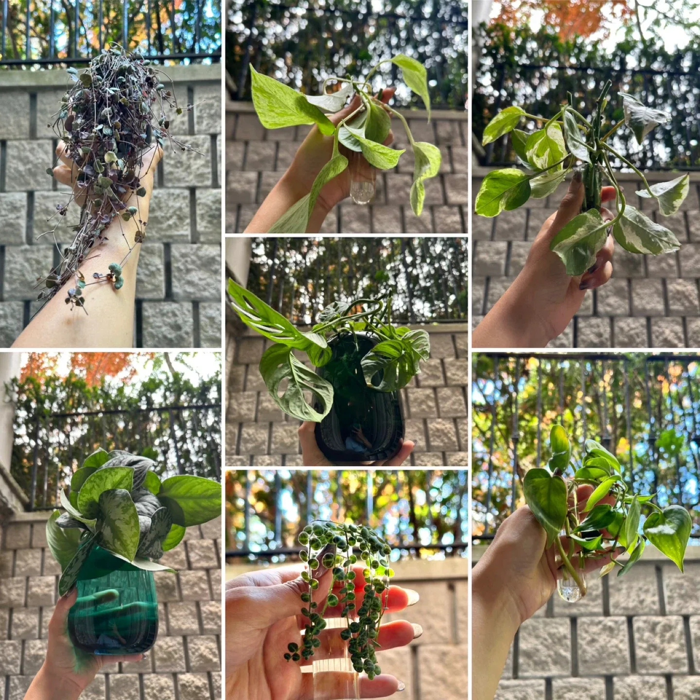 Plant Cuttings Galore thumbnail
