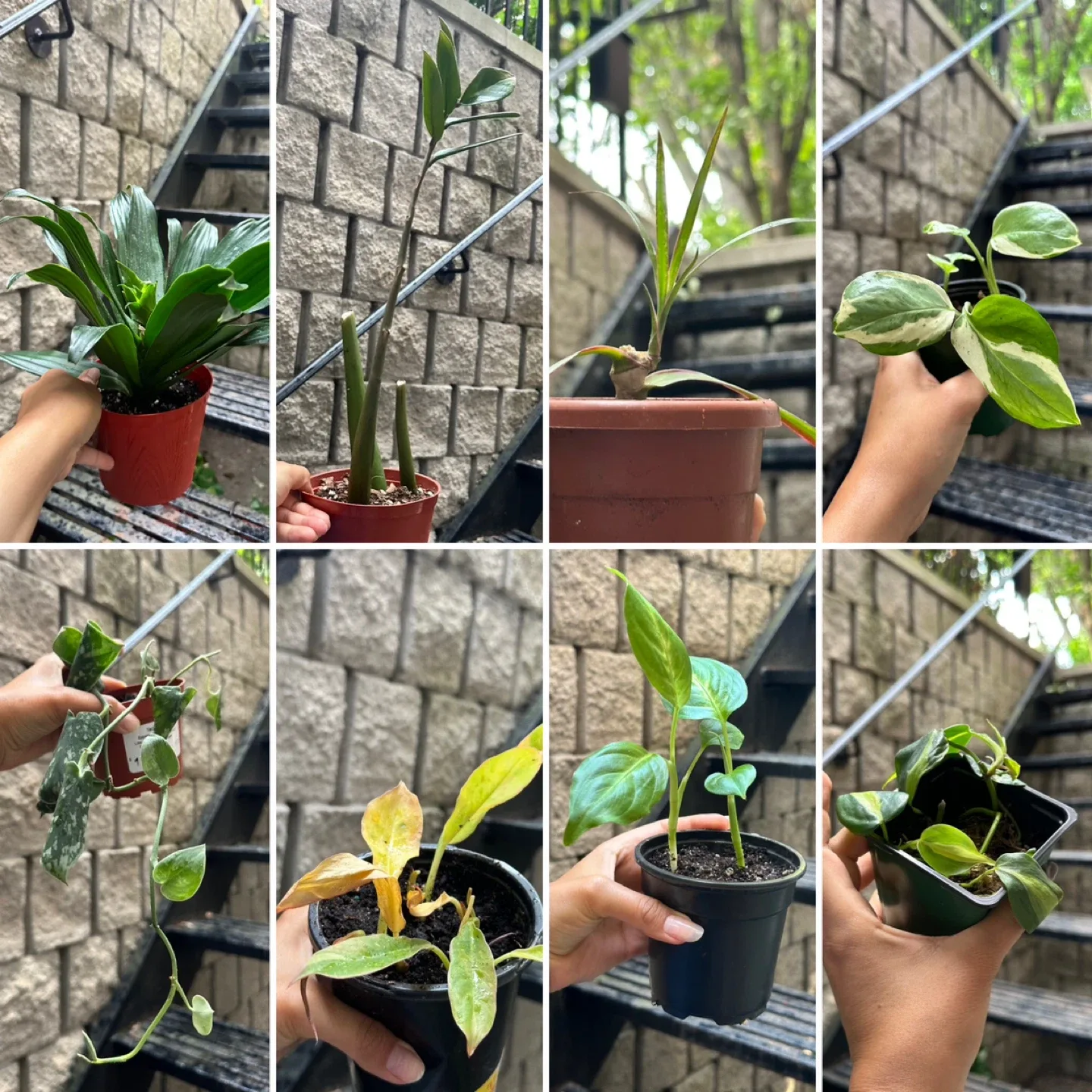 Plant Purge thumbnail