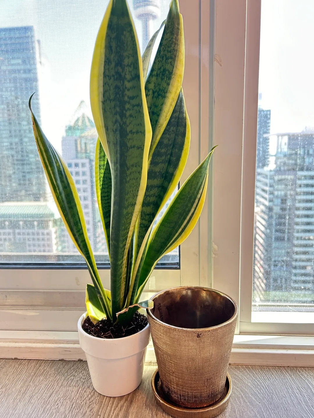 20 inches Golden Snake plant with 2 pots thumbnail