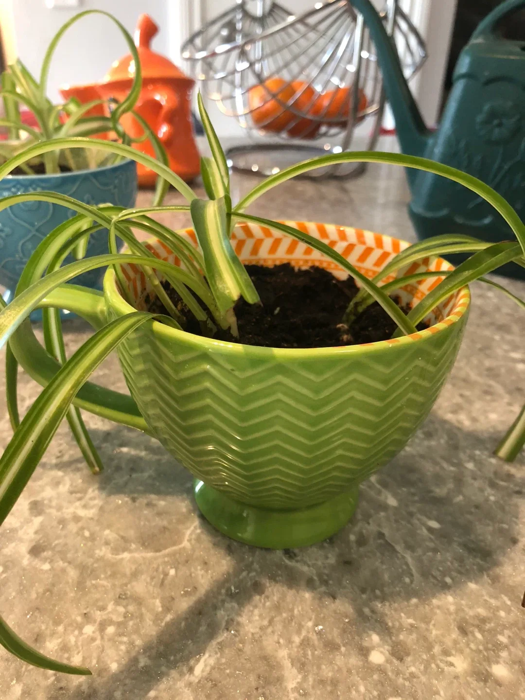 Spider Plants in Decorative Mugs image indicator(3)