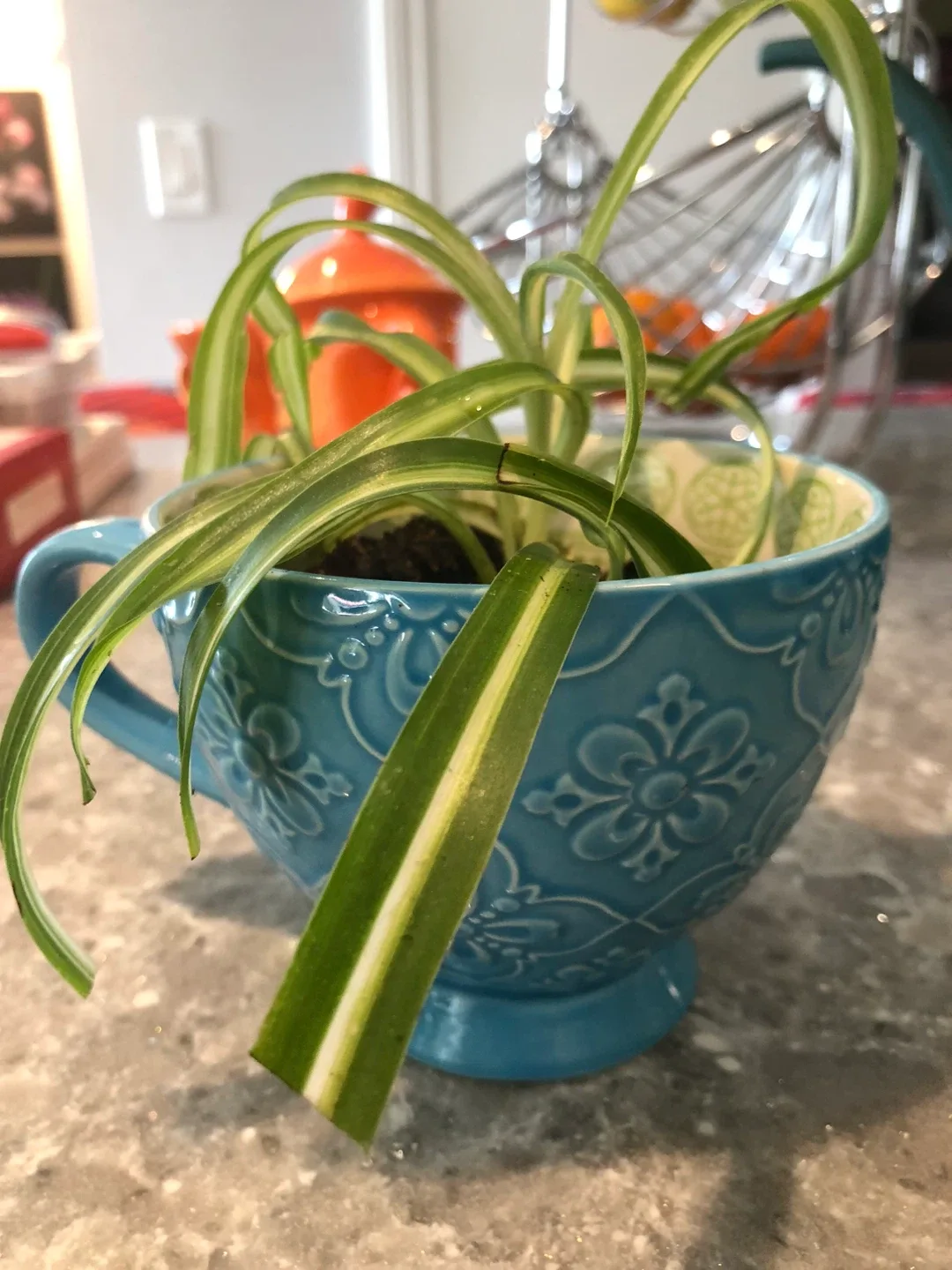 Spider Plants in Decorative Mugs image indicator(2)