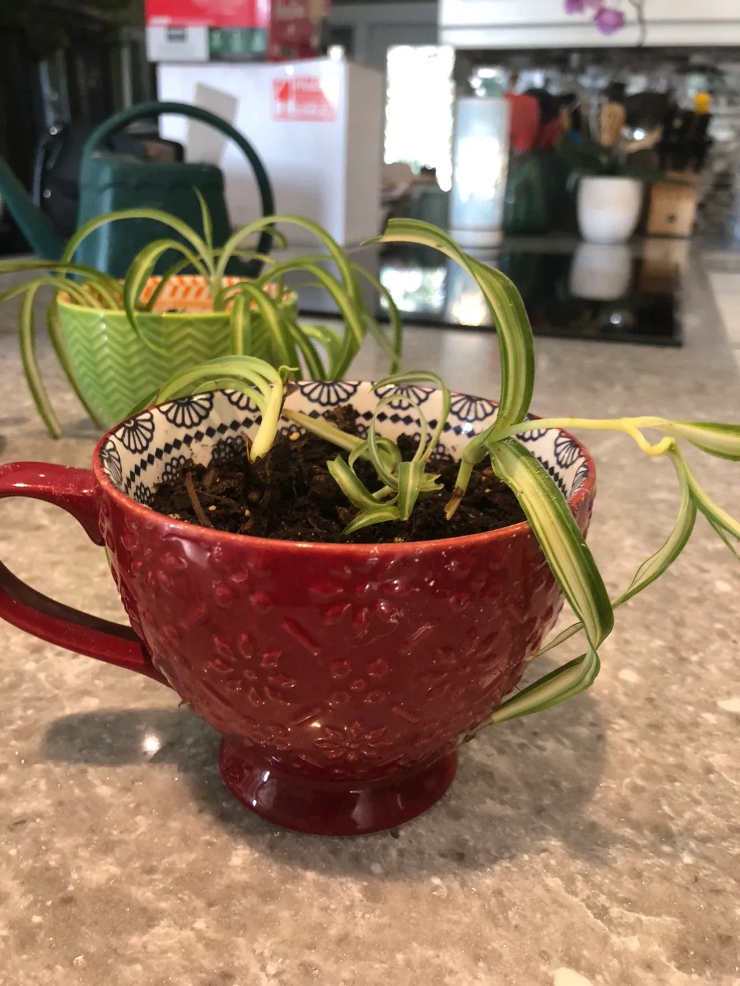 Spider Plants in Decorative Mugs image indicator(4)