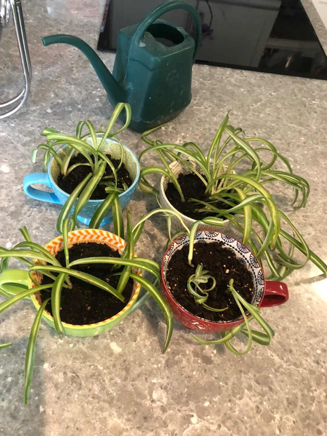 Spider Plants in Decorative Mugs thumbnail