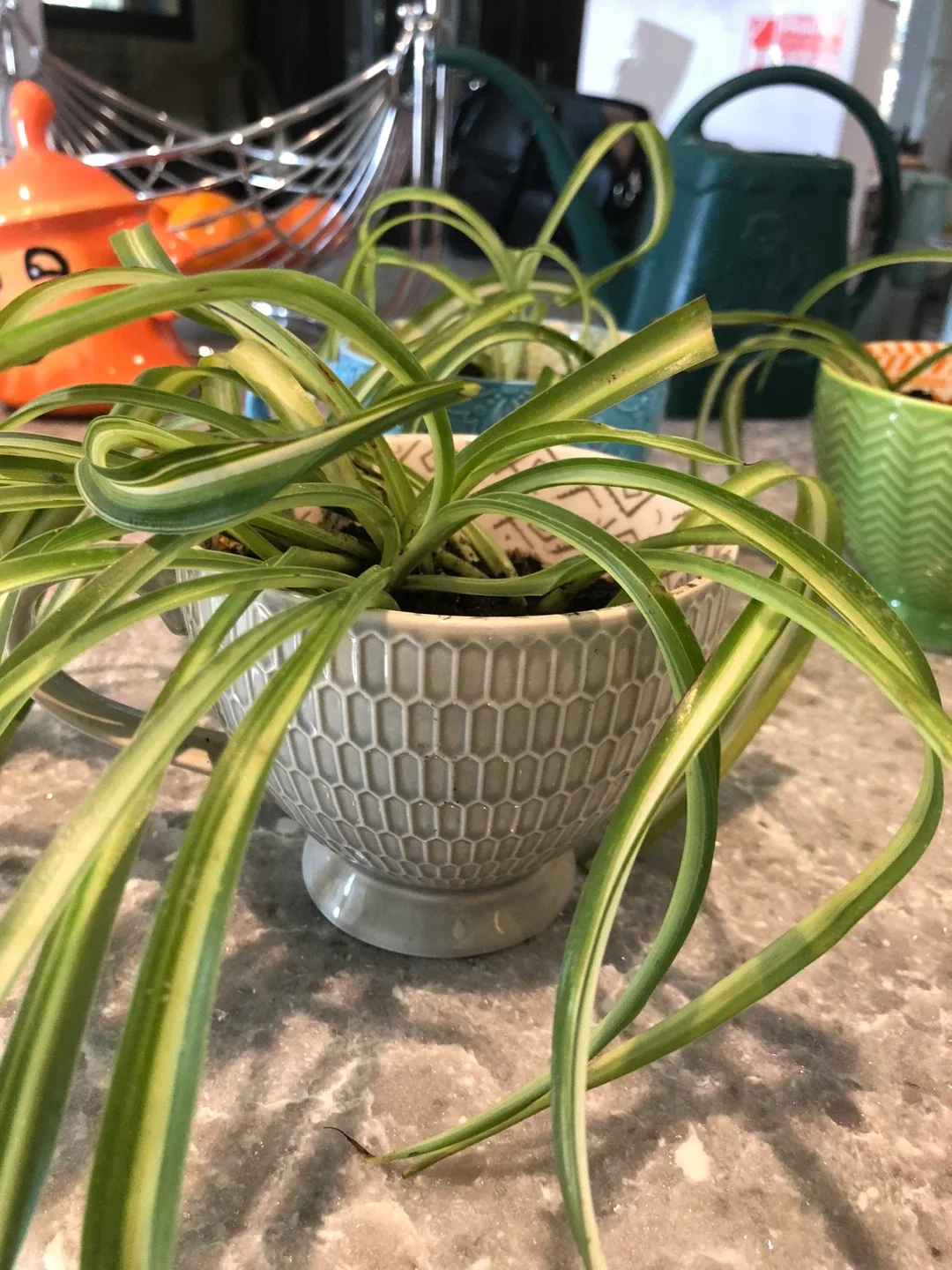 Spider Plants in Decorative Mugs image indicator(5)