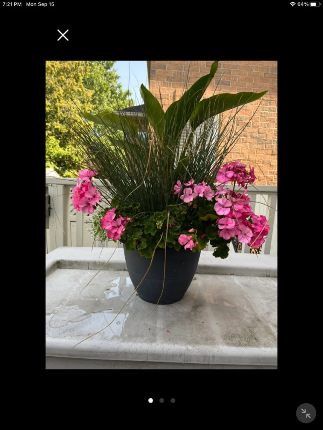 🥕Potted Pink Geraniums and White Bird of Paradise thumbnail