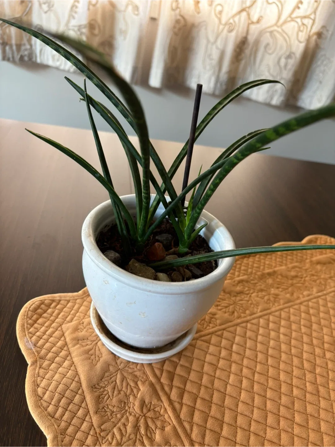 Snake Plant in White Pot thumbnail
