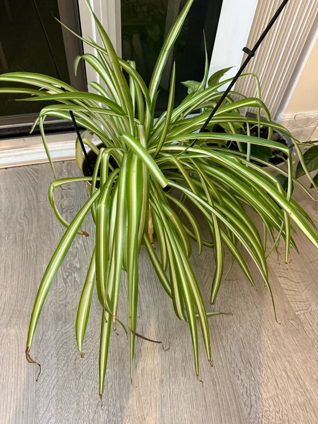[Saturday Move out Sale] Spider Plant with Golden Pot image indicator(2)
