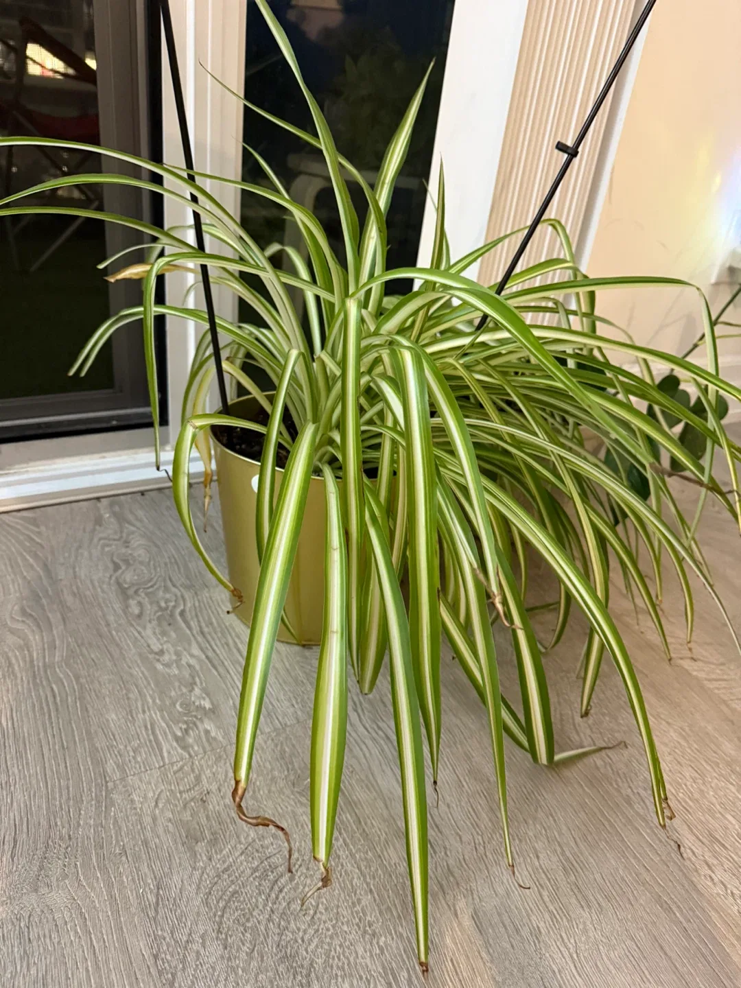 [Saturday Move out Sale] Spider Plant with Golden Pot