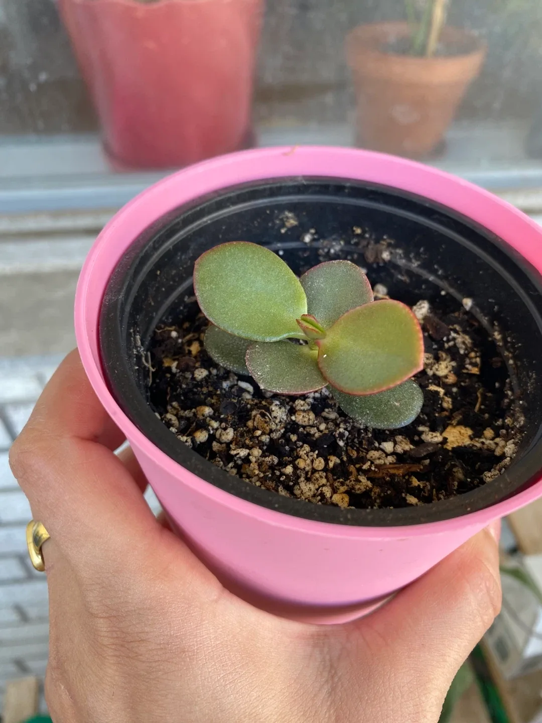 Jade Plant in Pink Pot thumbnail