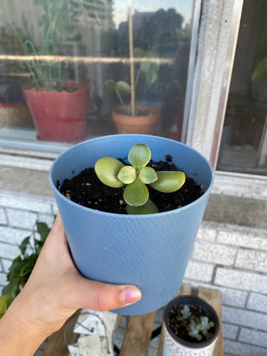 Jade Plant in Blue Pot thumbnail