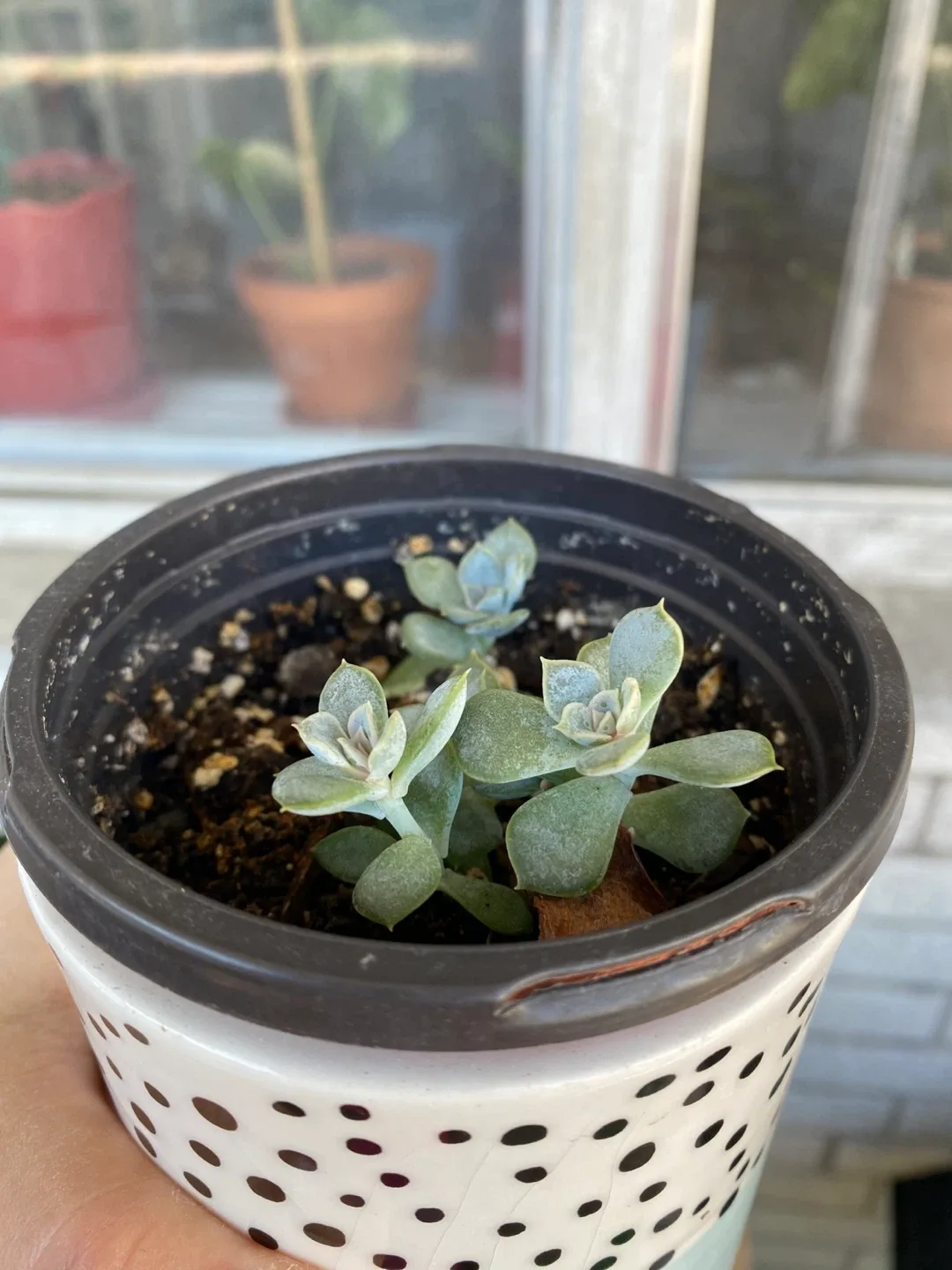 Cute Planter with Legs thumbnail