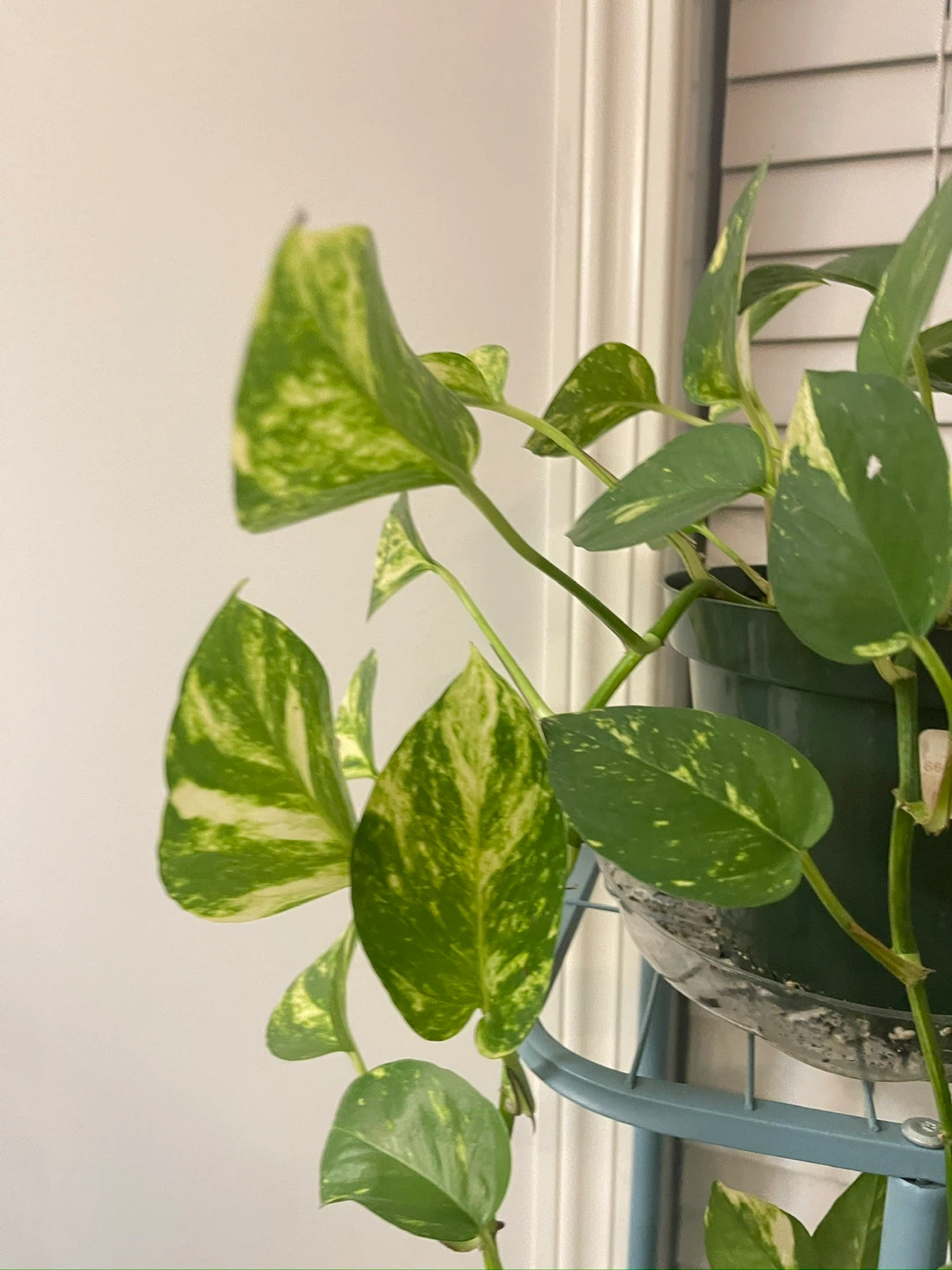 Pothos Plant