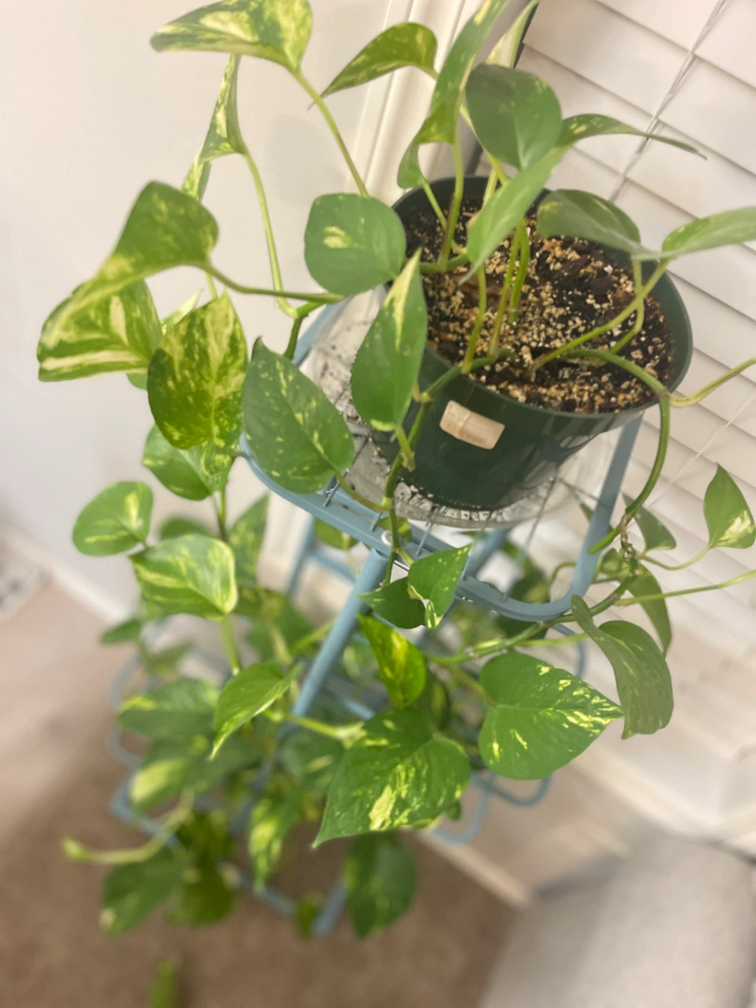 Pothos Plant - photo 4