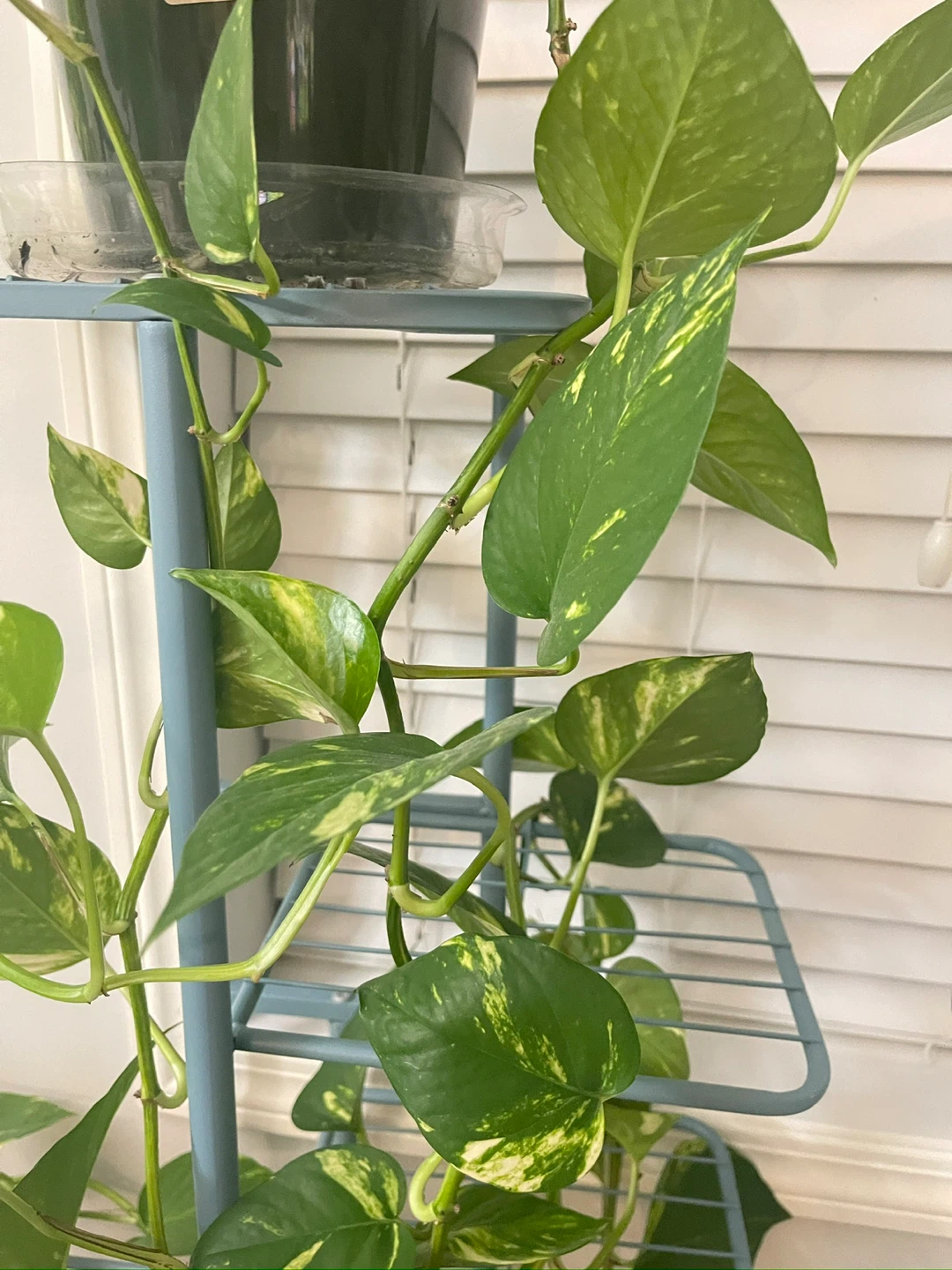 Pothos Plant - photo 5