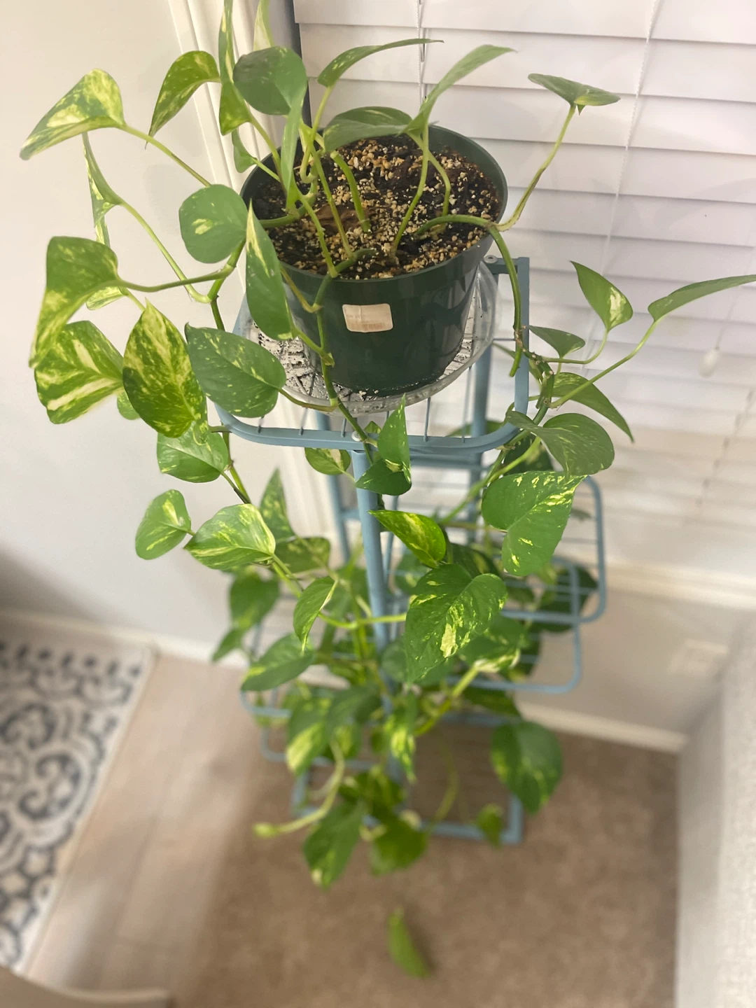 Pothos Plant - photo 3