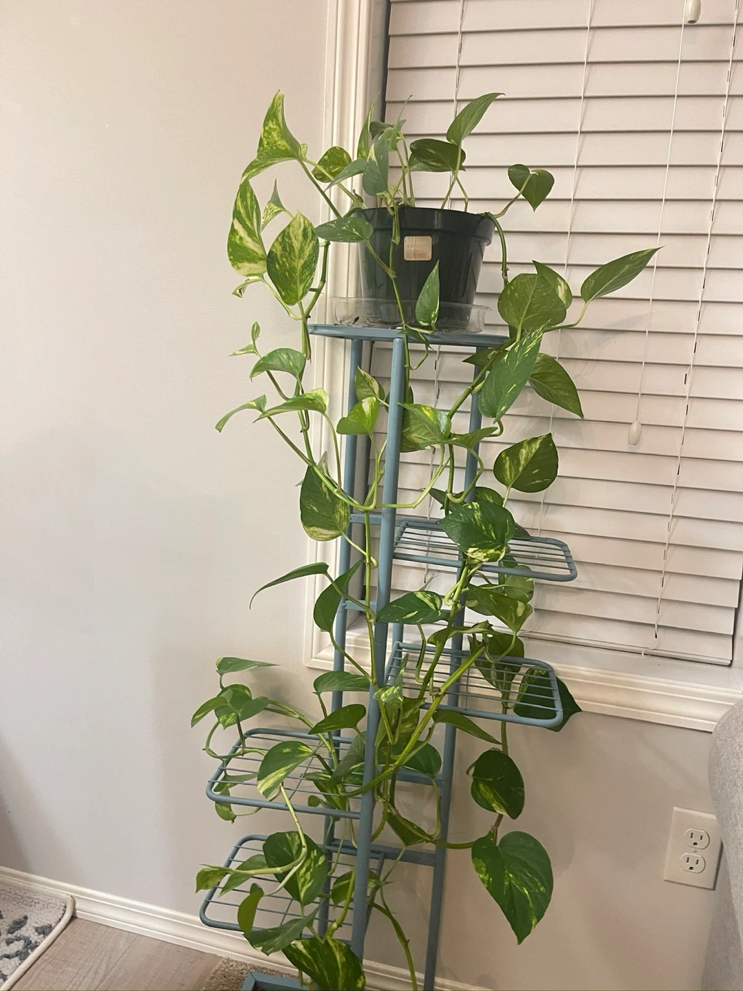 Pothos Plant - photo 2