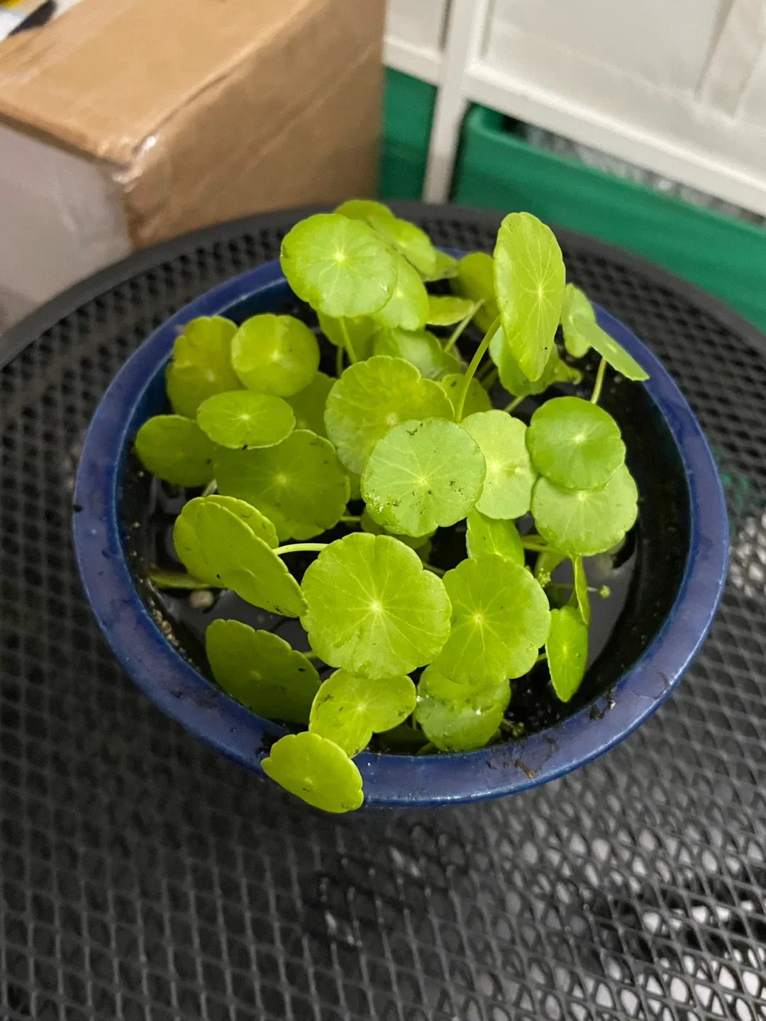 Chinese money plants thumbnail