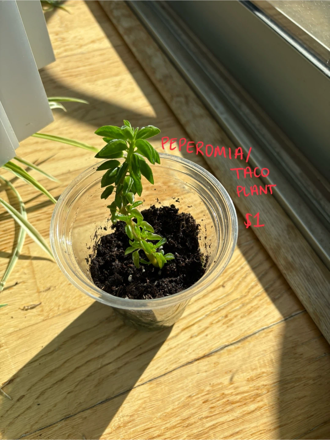Potted Plant Propagations! - photo 5