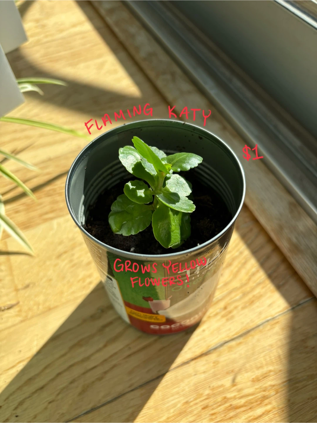 Potted Plant Propagations! - photo 3