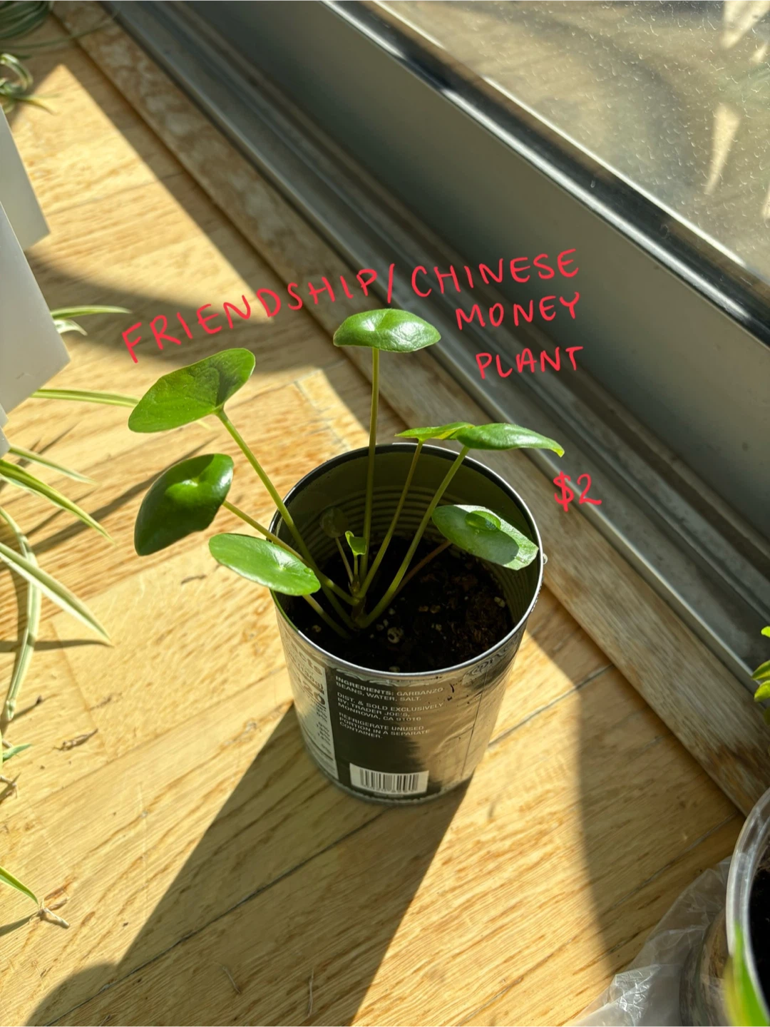 Potted Plant Propagations! - photo 2
