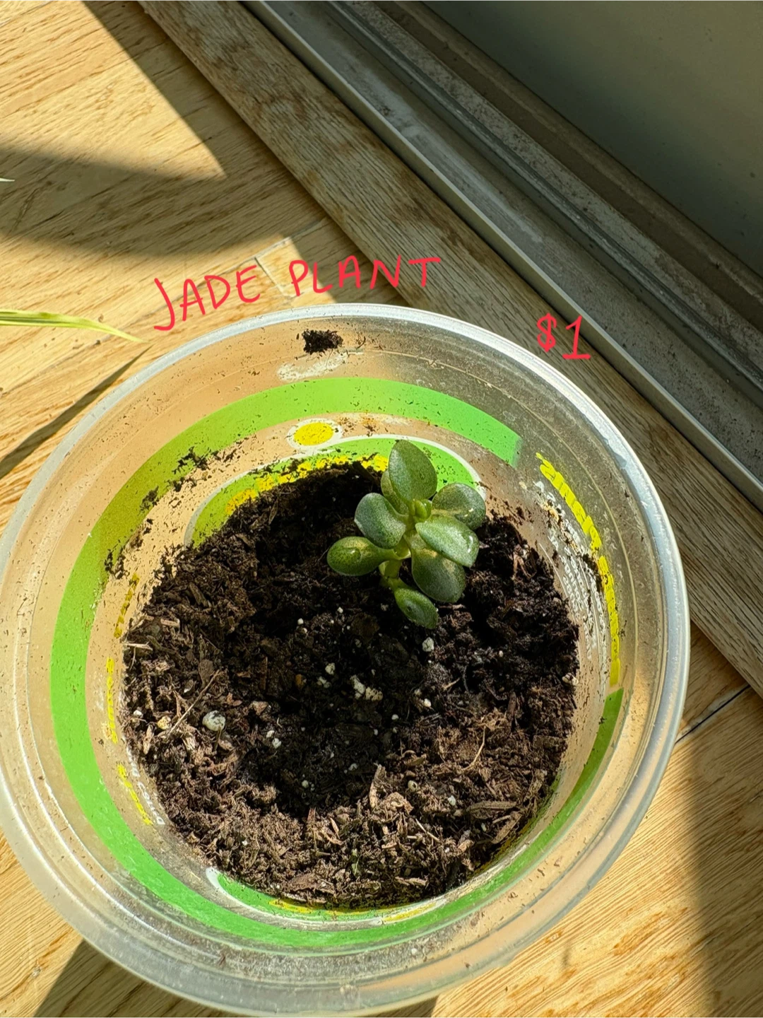 Potted Plant Propagations! - photo 4