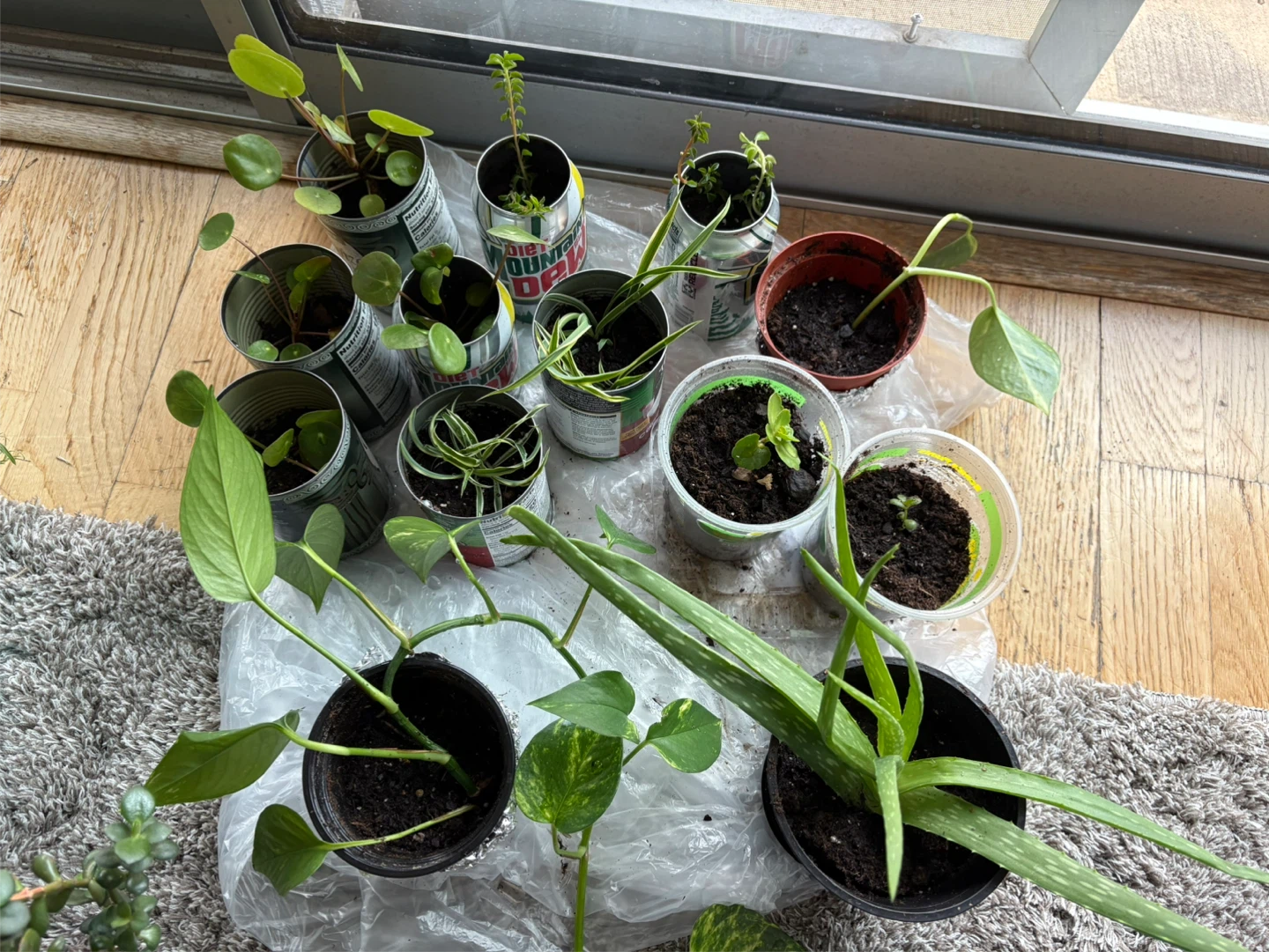 Potted Plant Propagations!