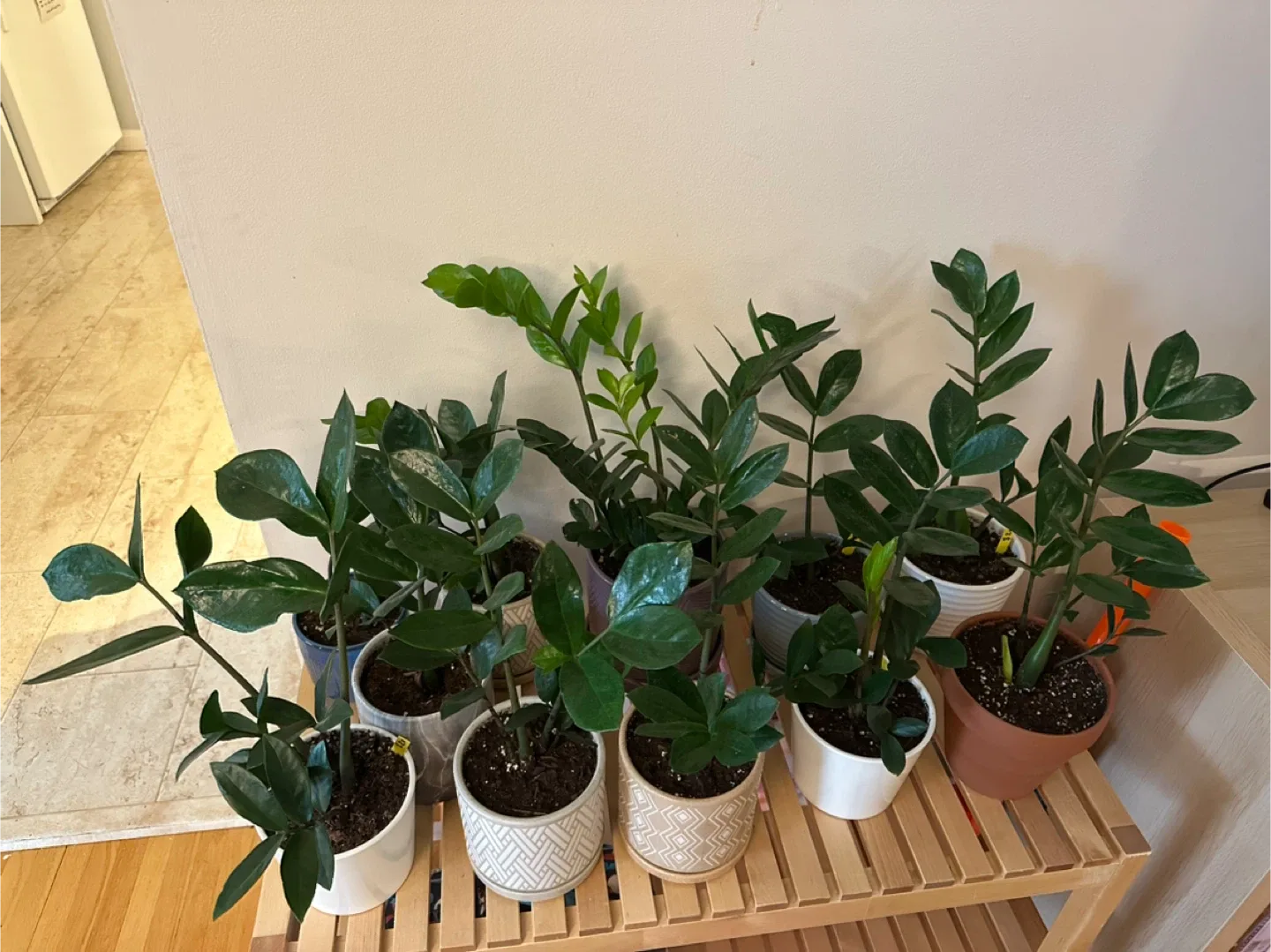 Zz plant, indoor plant