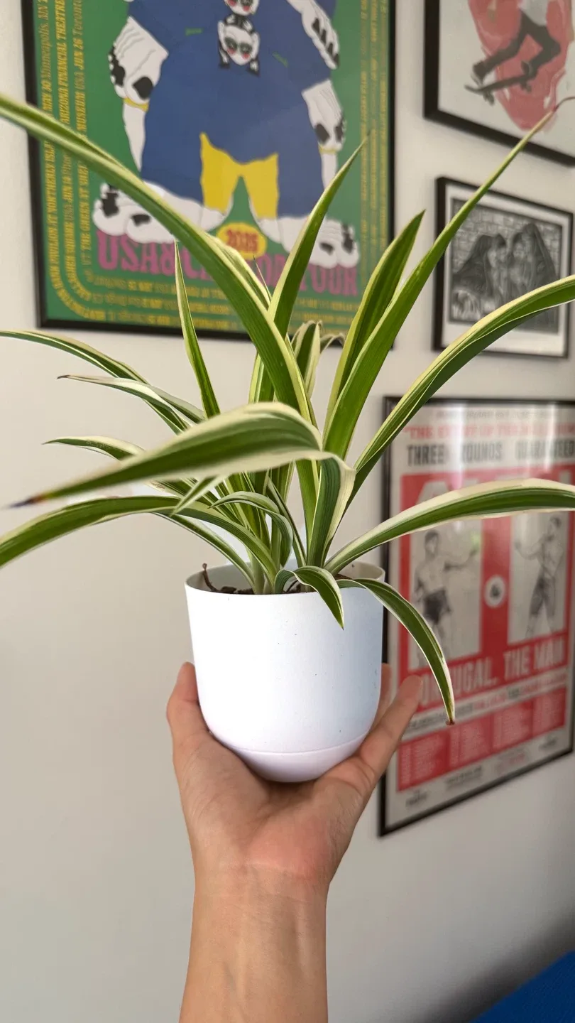 Spider Plant in White Pot thumbnail