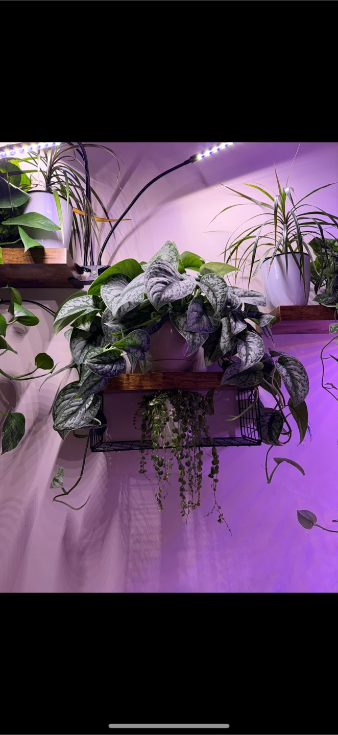 3 Wall mounted floating shelves