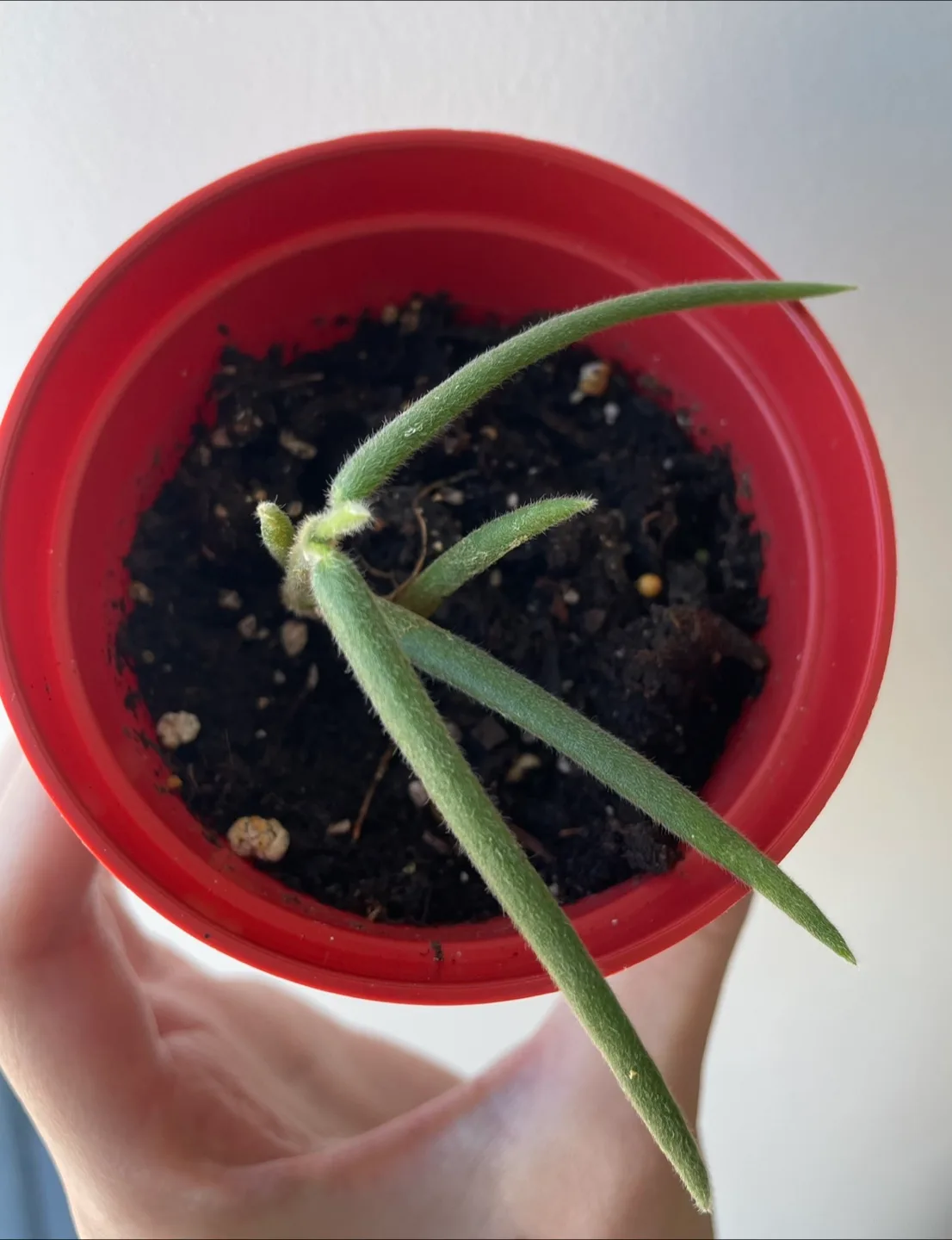 Hoya linearis thumbnail