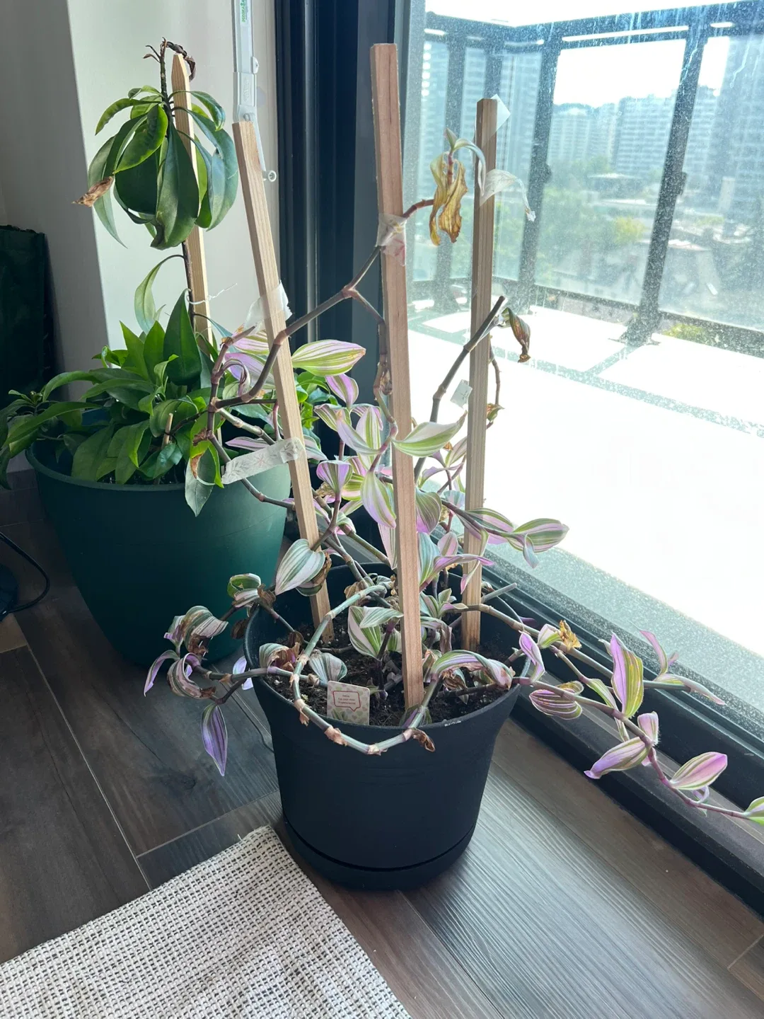 Plants - FREE image indicator(2)