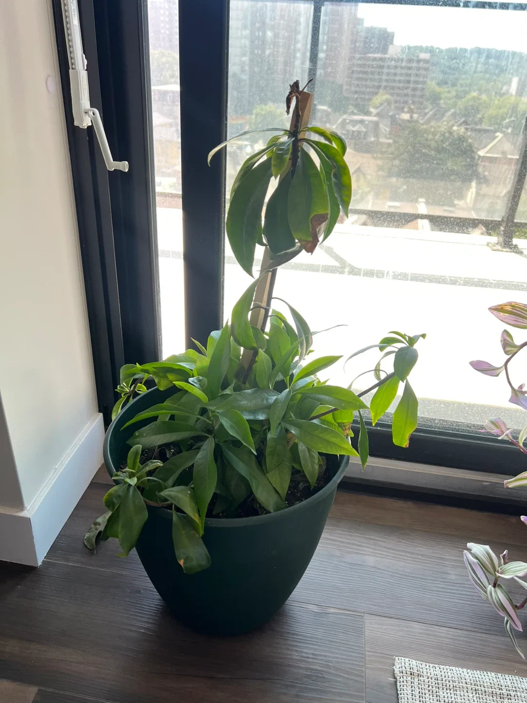 Plants - FREE image indicator(3)