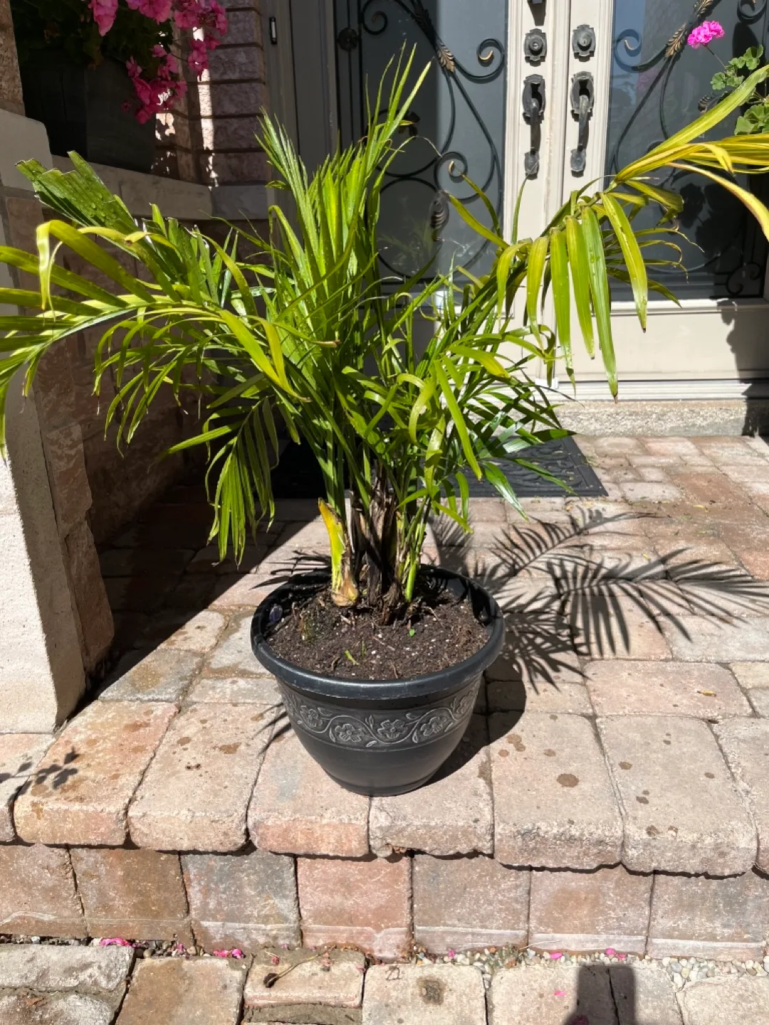 Potted Palm Tree thumbnail