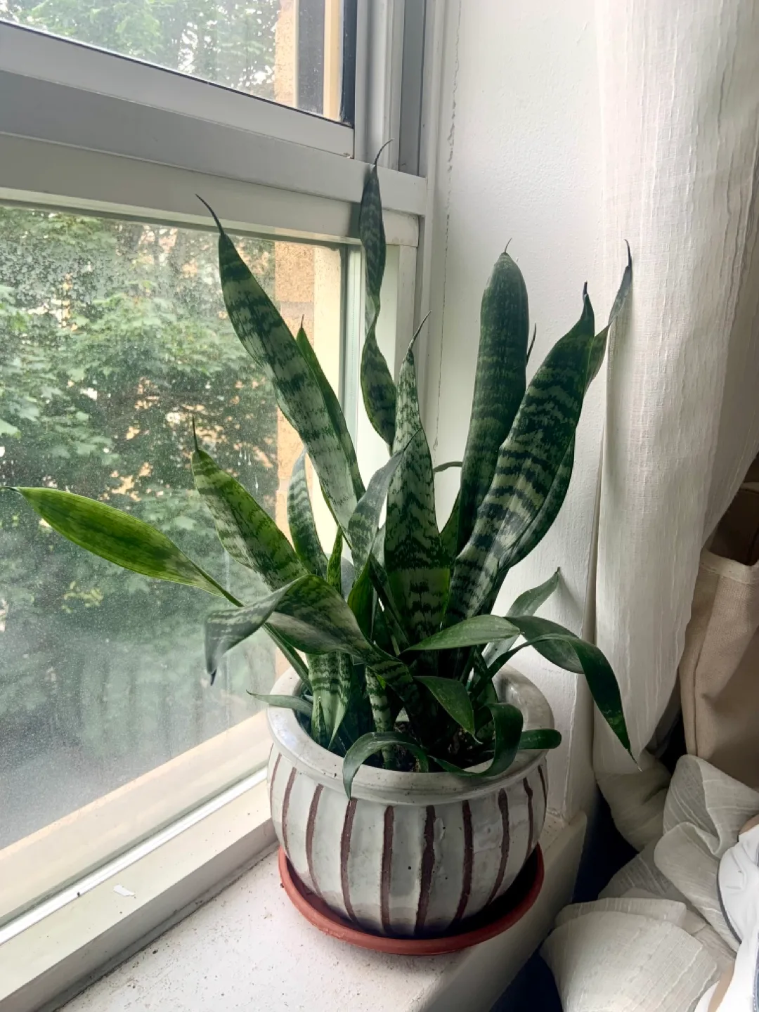 Snake Plant in Striped Pot thumbnail