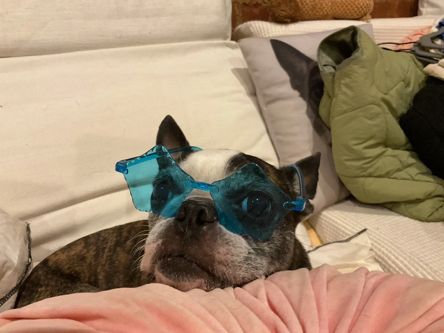 Dog Sunglasses & Bow ties &hat image indicator(7)