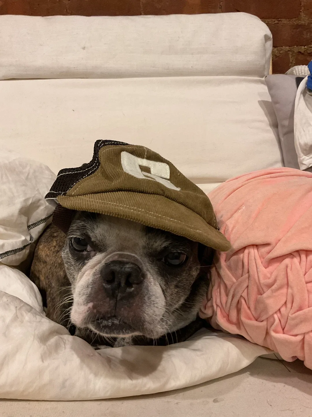 Dog Sunglasses & Bow ties &hat image indicator(8)