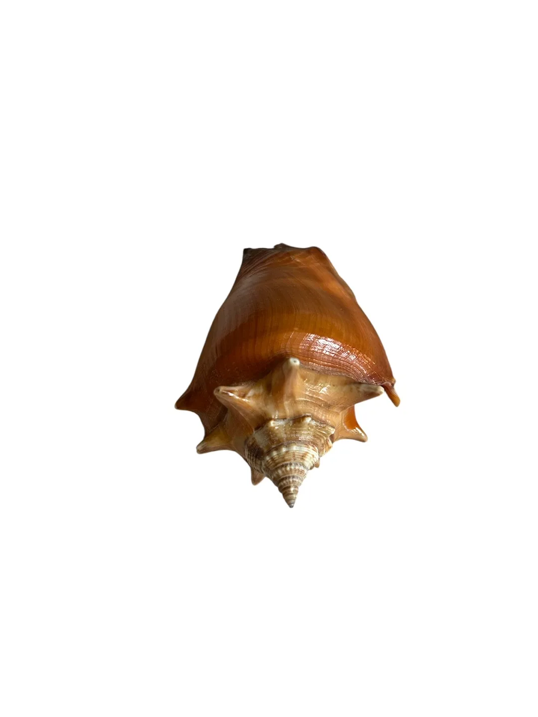 Shell thumbnail