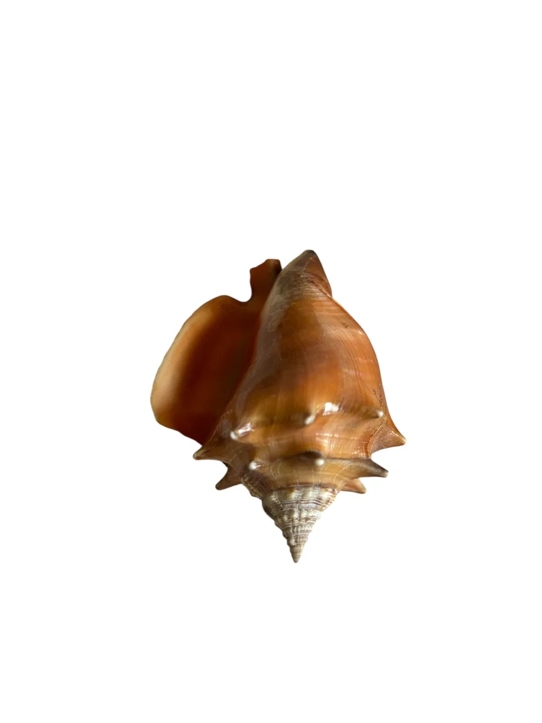 Shell image indicator(2)