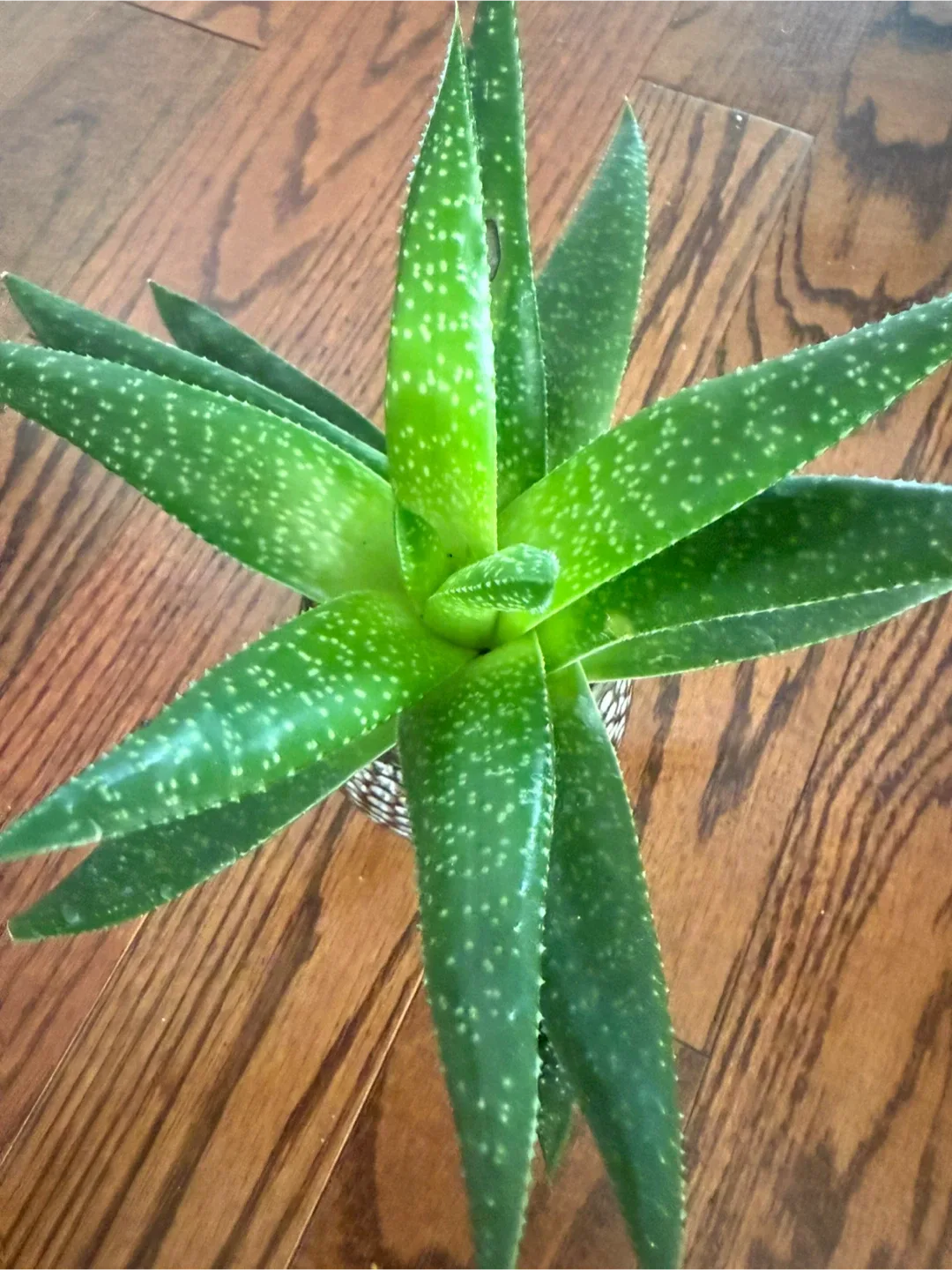 Aloe Vera Plant in Decorative Pot image indicator(2)
