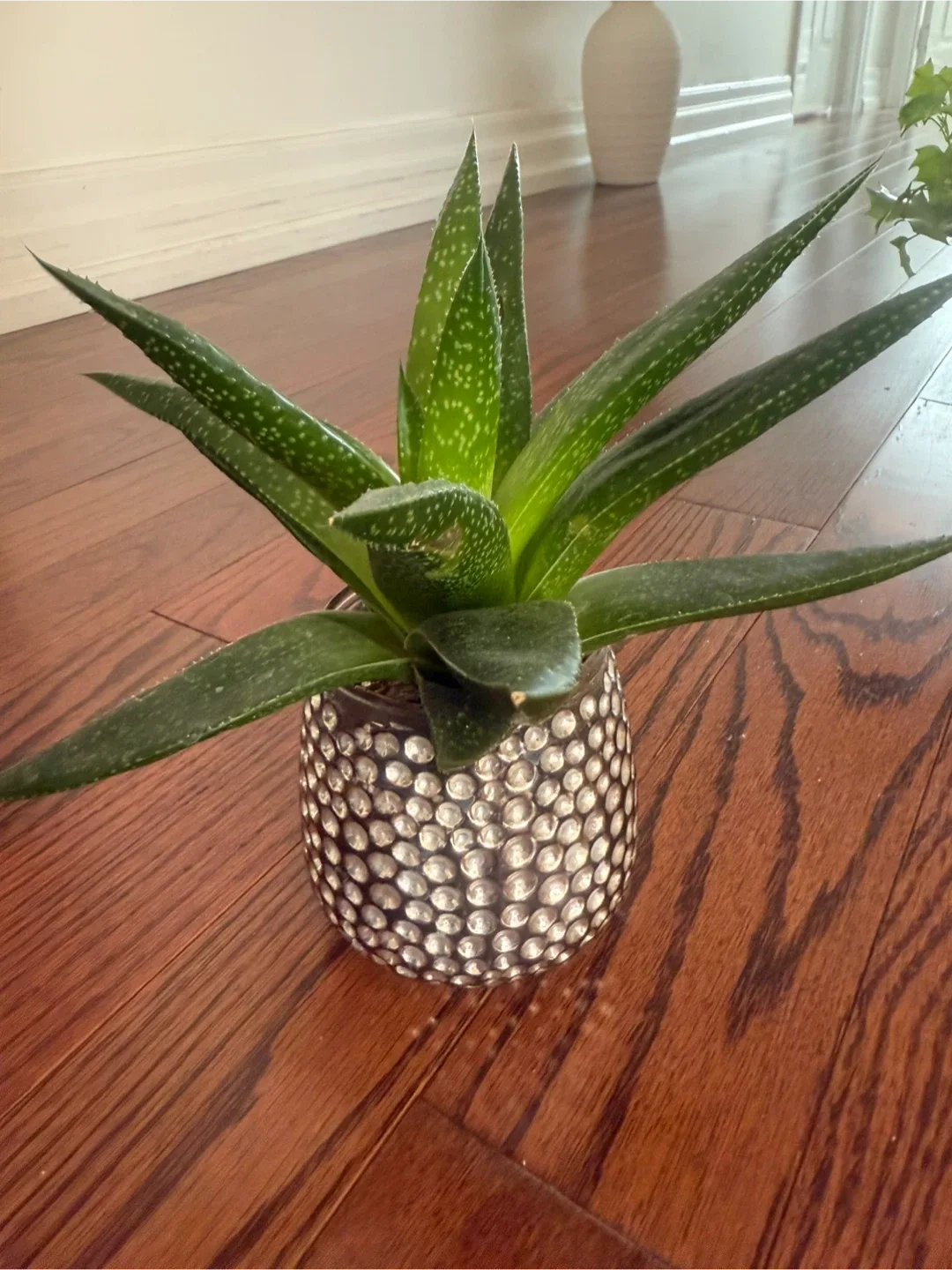 Aloe Vera Plant in Decorative Pot thumbnail