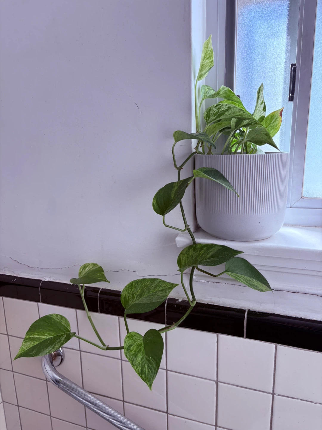 Pothos Plant in White Ribbed Pot