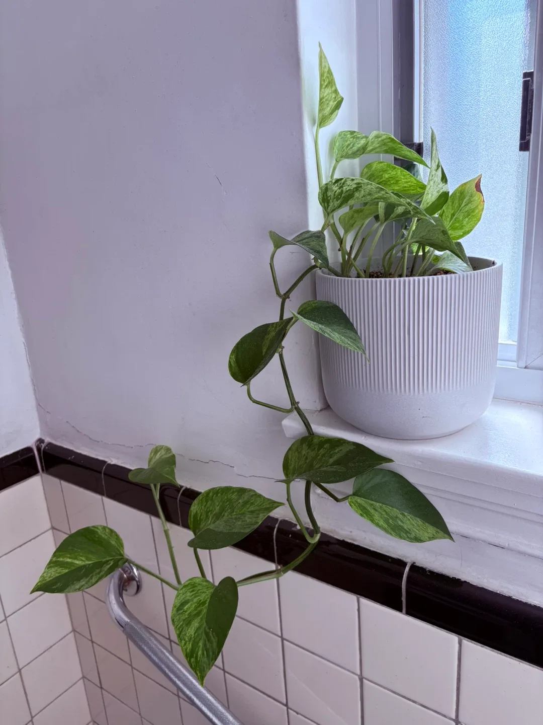 Pothos Plant in White Ribbed Pot image indicator(2)