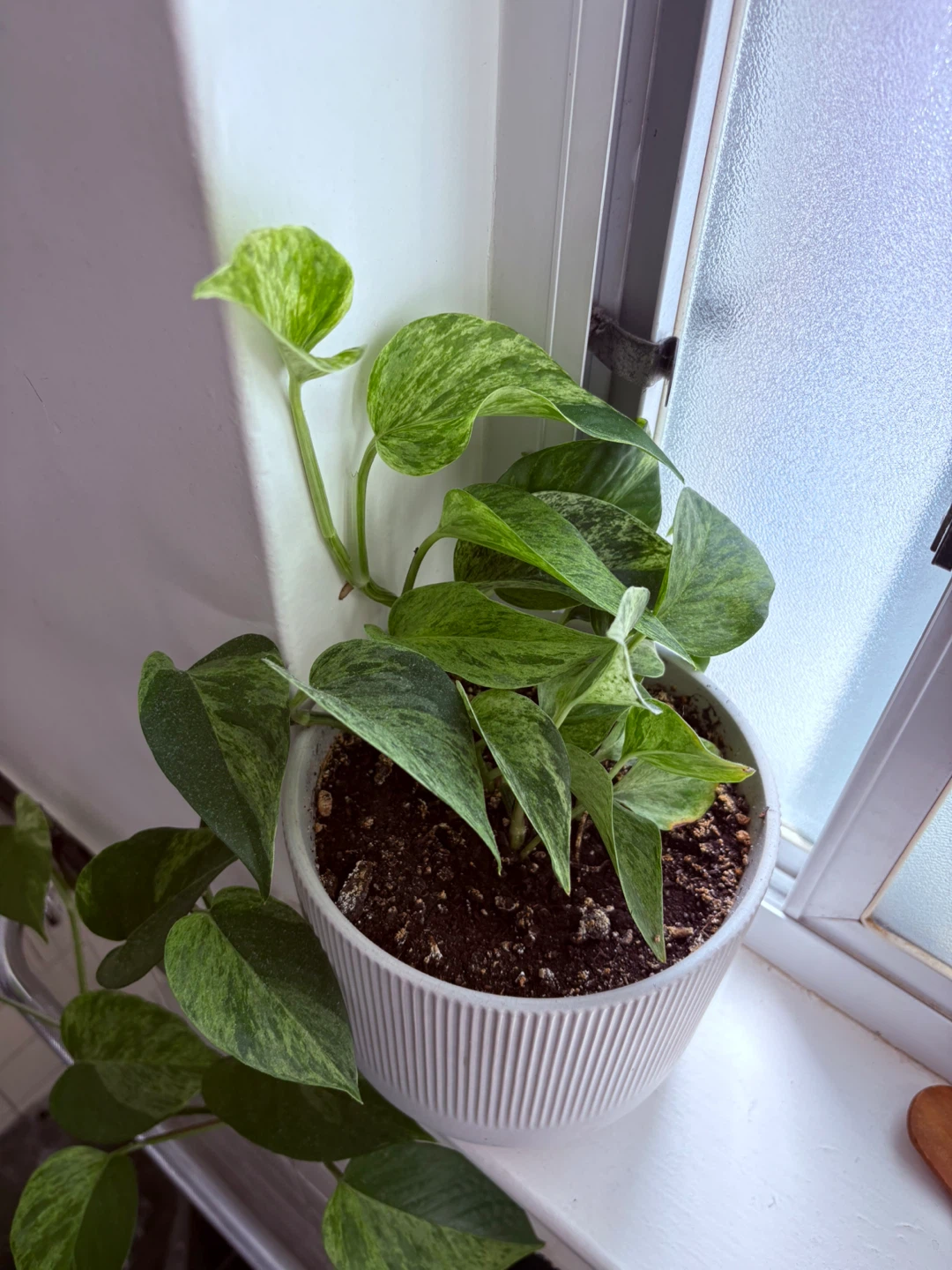 Pothos Plant in White Ribbed Pot - photo 3