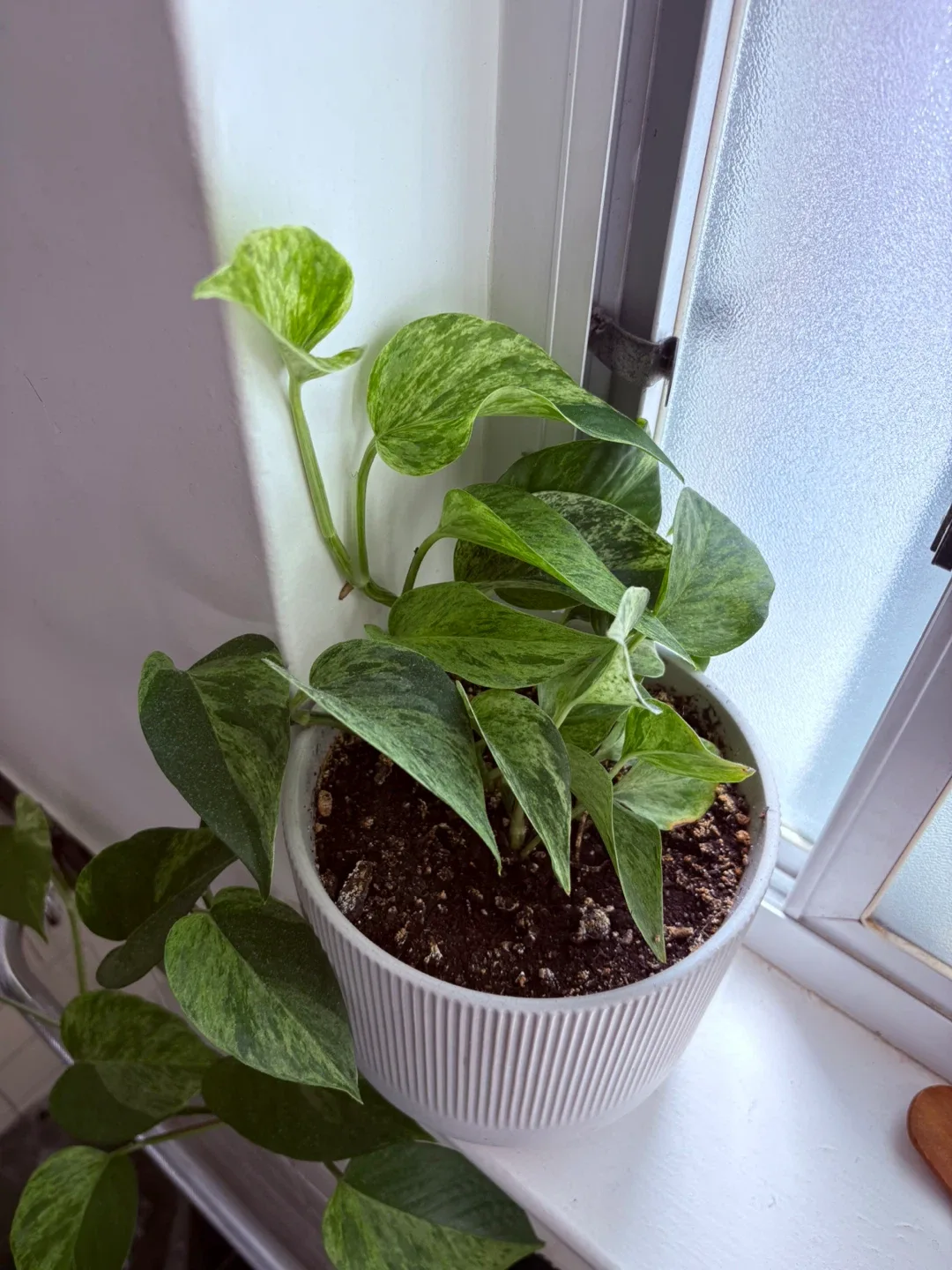 Pothos Plant in White Ribbed Pot image indicator(3)